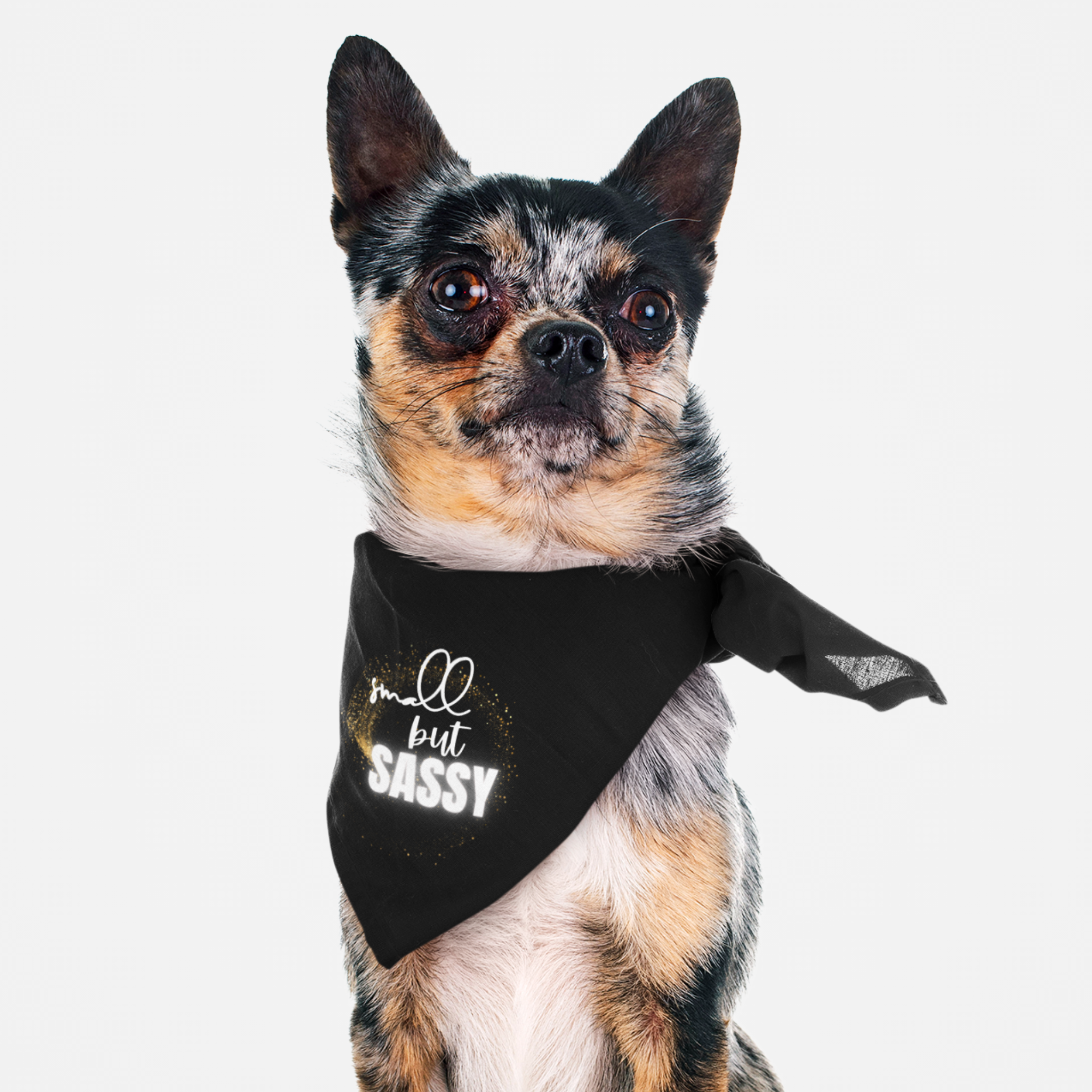Chihuahua wearing funny dog bandana with "Small But Sassy" slogan.