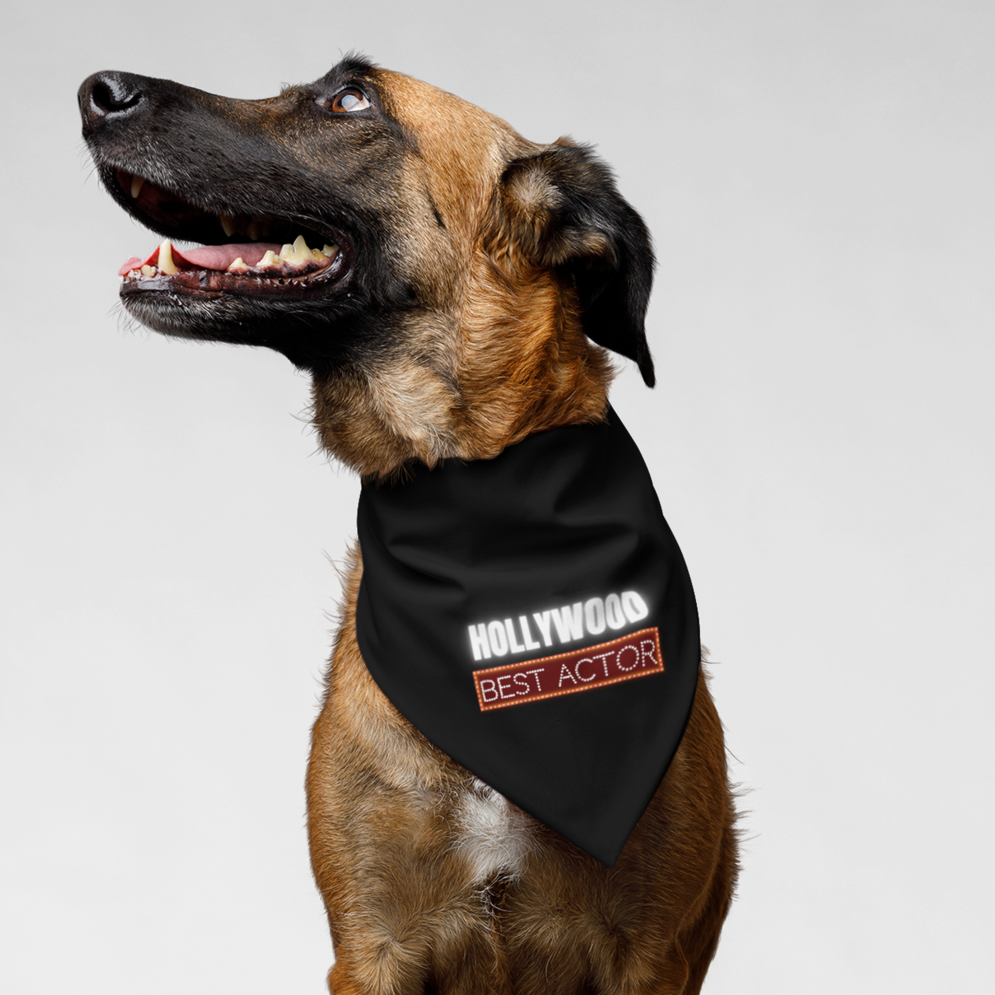 Belgian Shepherd wearing a dog bandana with a Hollywood Best Actor logo printed on it.