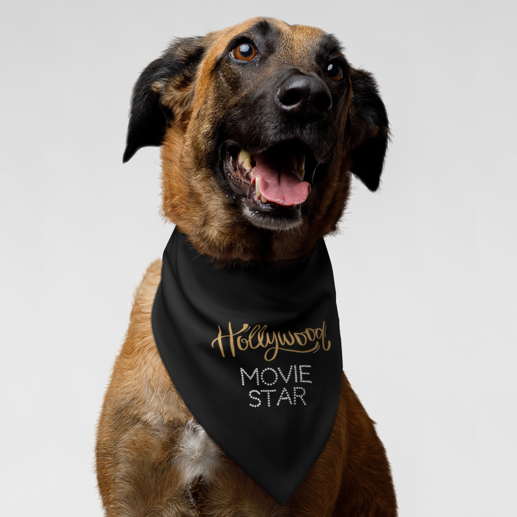 Belgian Shepherd wearing a cool dog bandana saying Hollywood Movie Star.