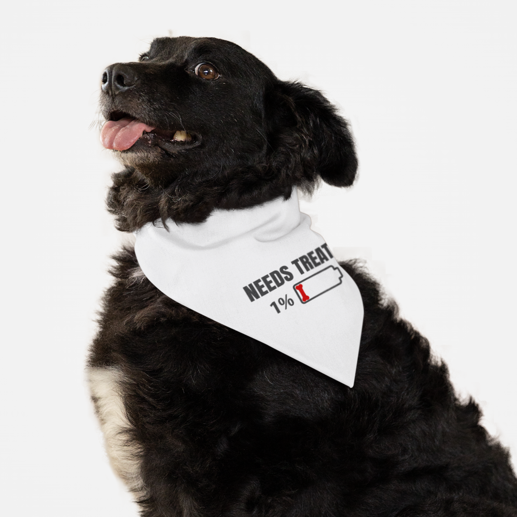 Black dog wearing Needs Treats funny saying bandana.