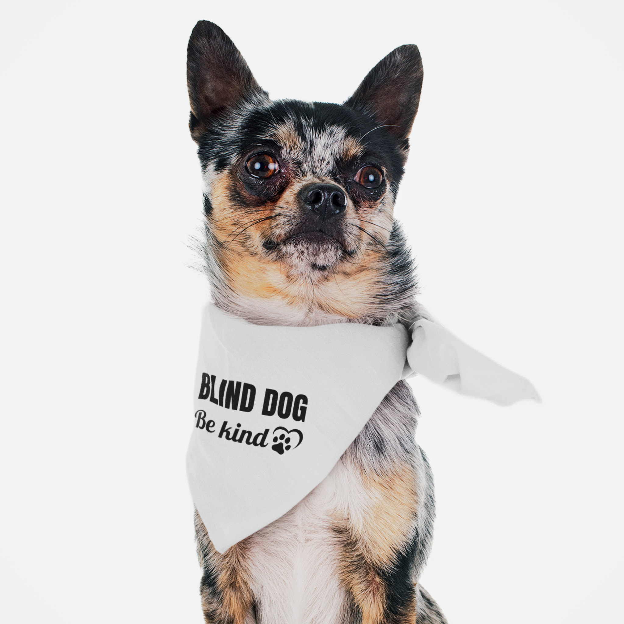 Dog wearing white bandana saying "Blind Dog. Be Kind."