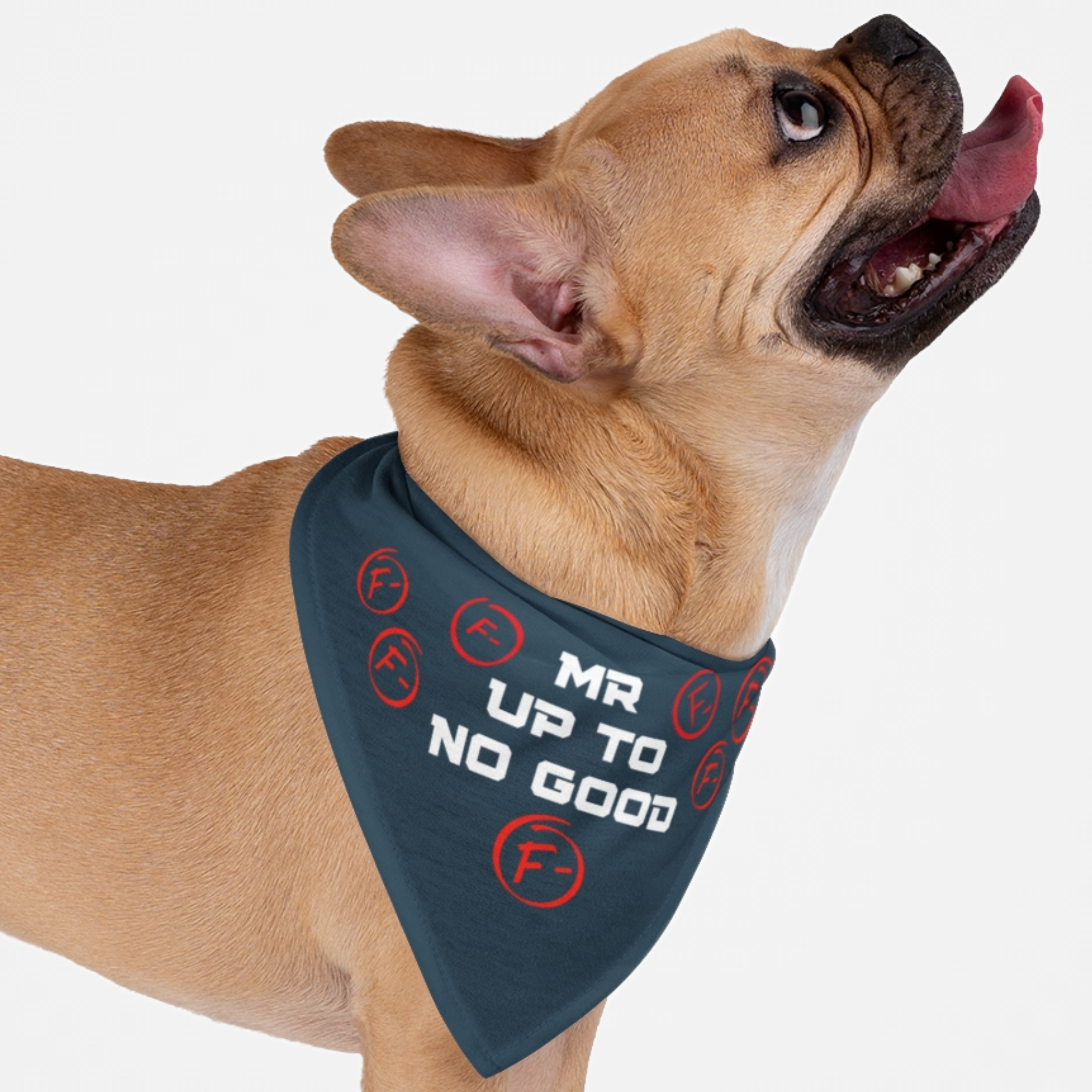 Brown French Bulldog wearing a funny blue dog bandana saying Mr Up To No Good.