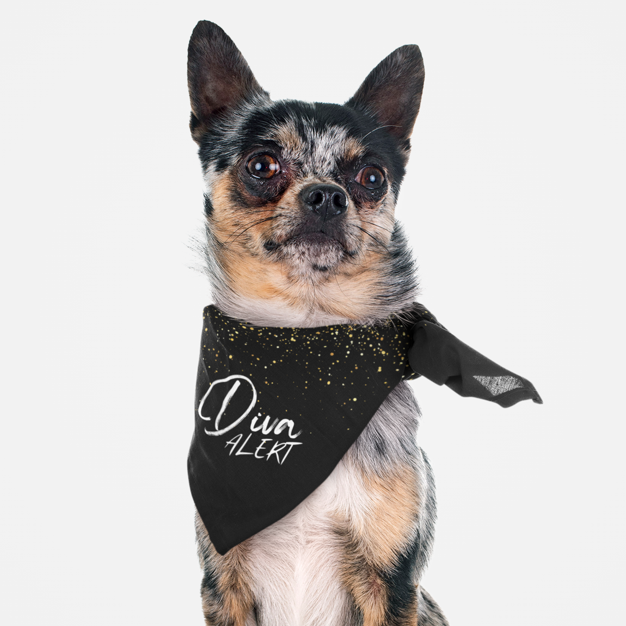 Chihuahua wearing a stylish, sassy dog bandana with a Diva Alert slogan printed on it.