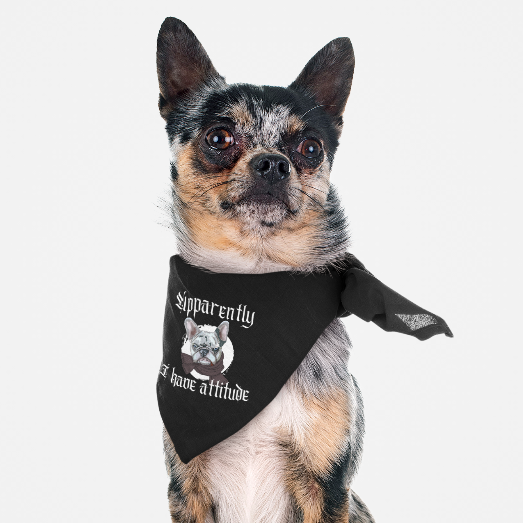 Chihuahua wearing a sassy dog bandana with an Apparently I Have Attitude slogan printed on it.