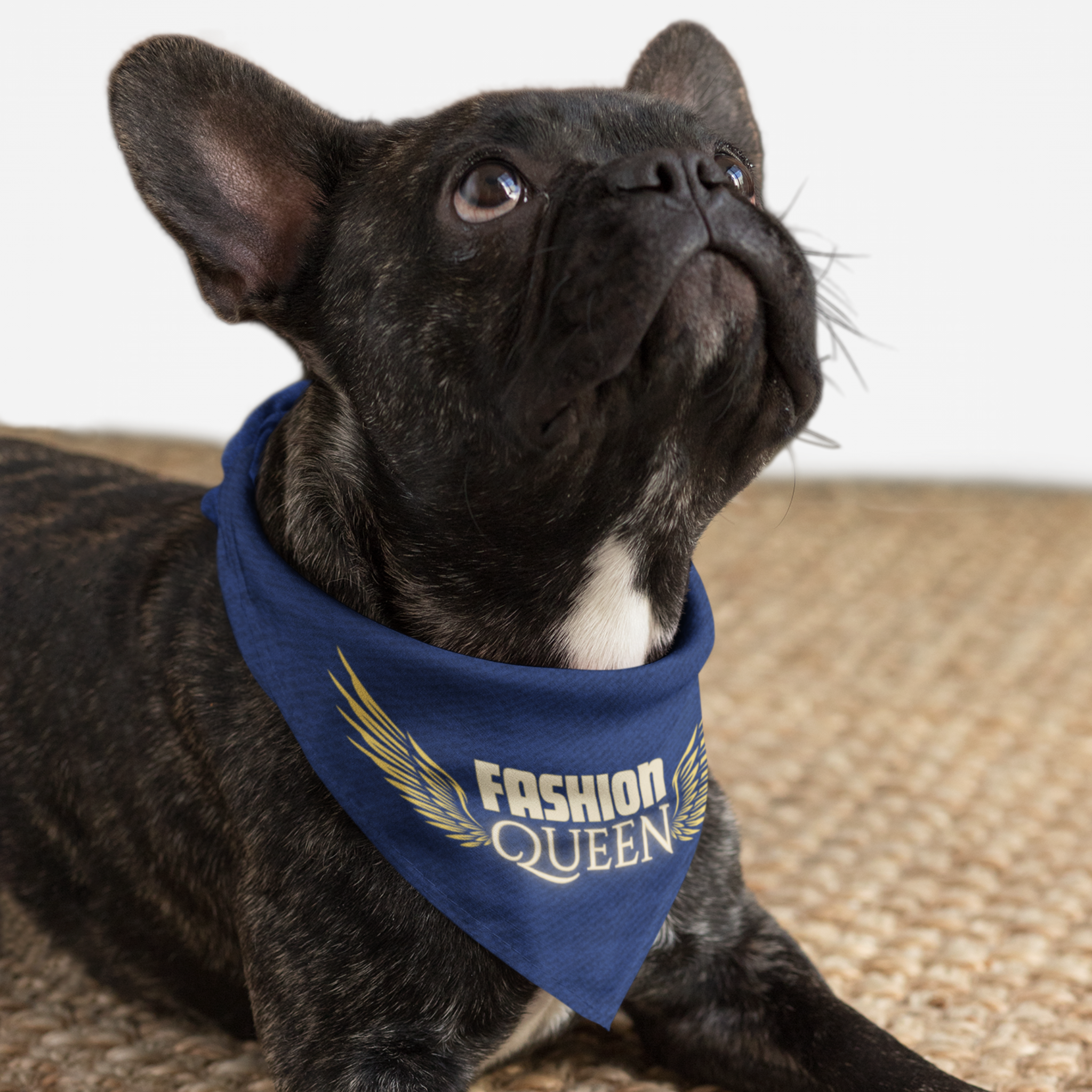 Cute black dog wearing a bandana with a denim style print saying Fashion Queen.