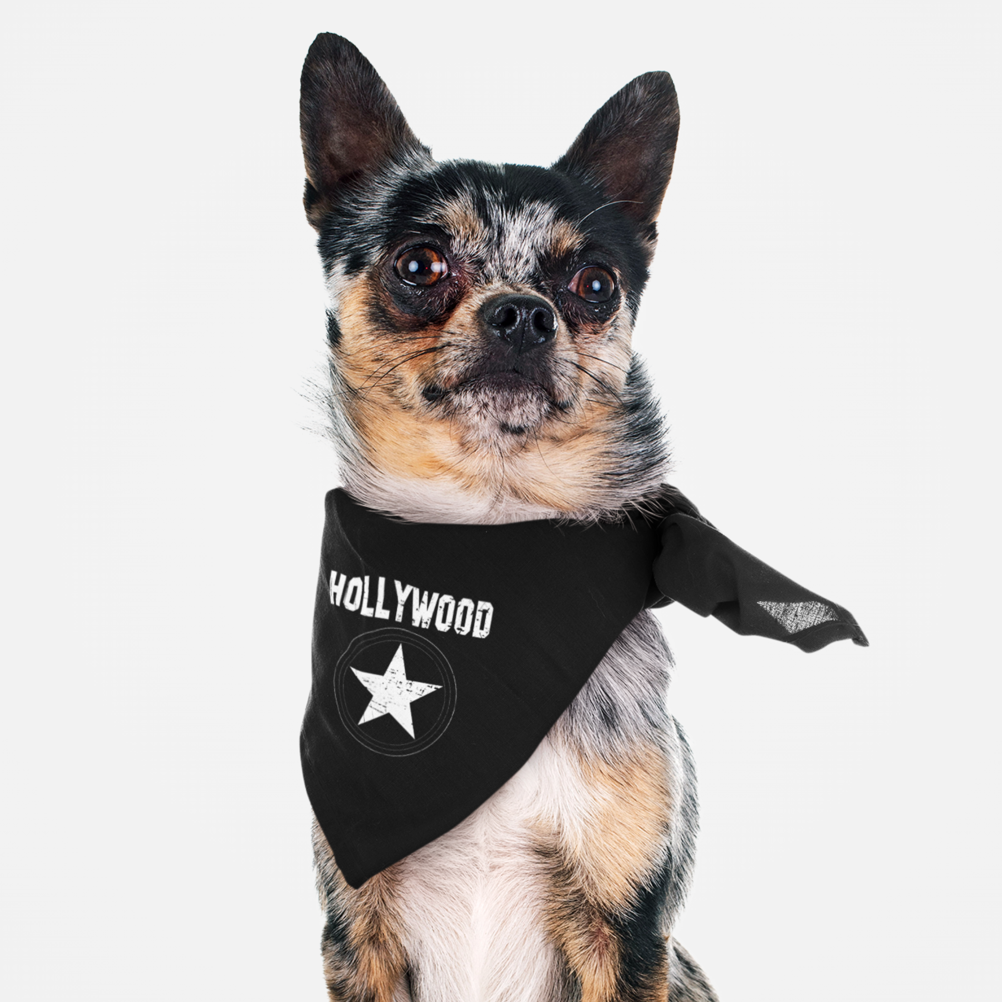 Cute dog wearing black bandana saying "Hollywood" with a star graphic in a distressed look.