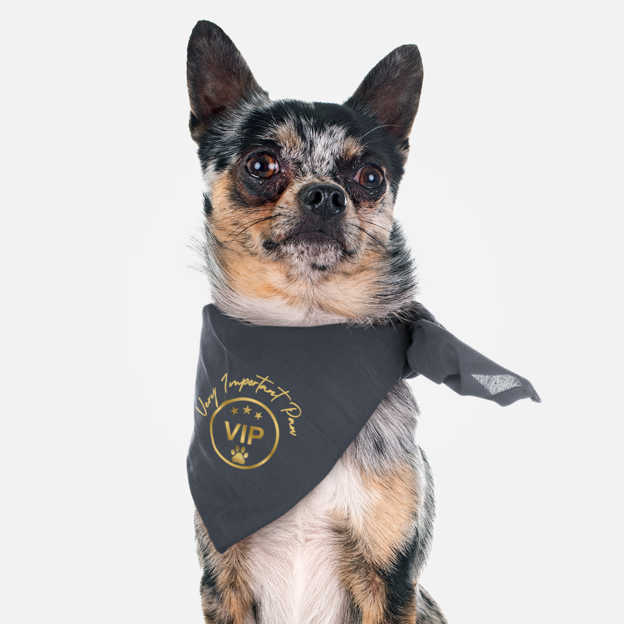 Dog wearing funny blue bandana saying "VIP-Very Important Paw" in gold.