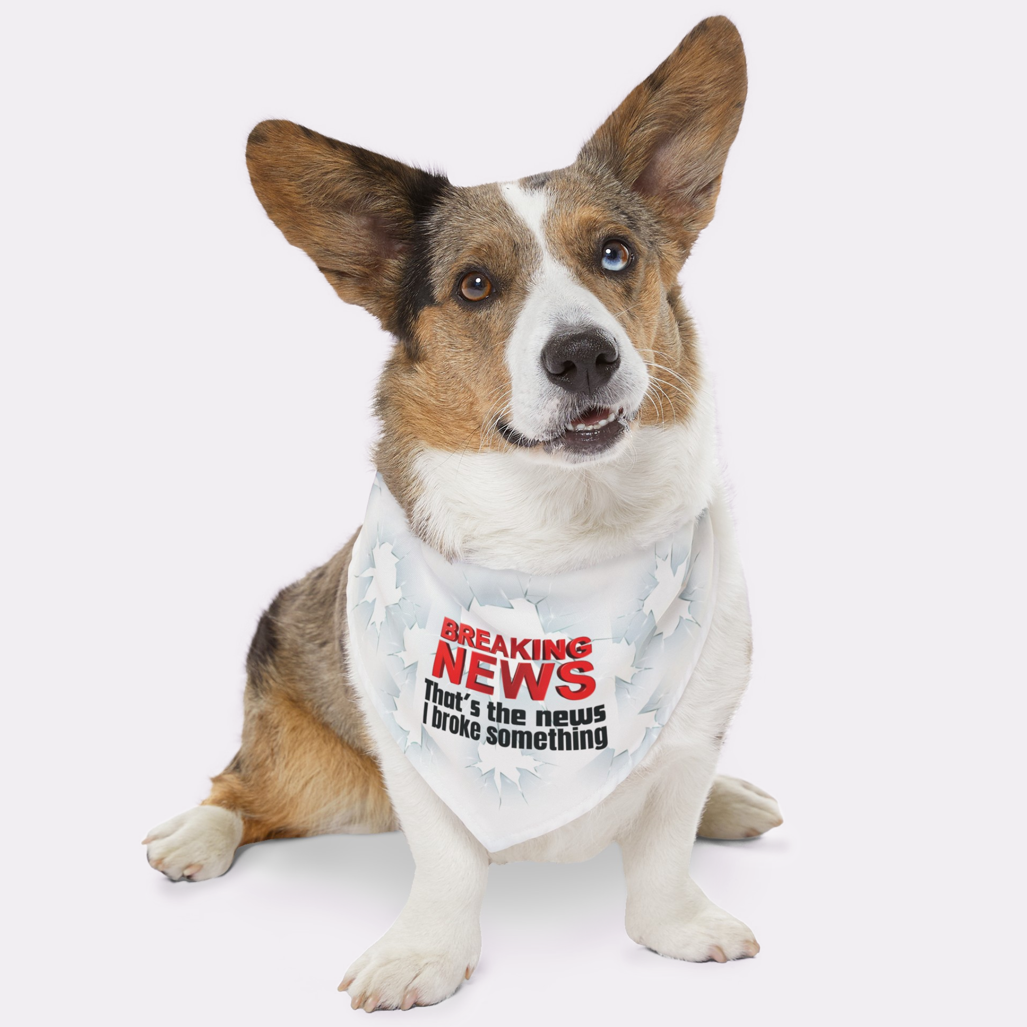Cute Welsh Corgi wearing a funny graphic dog bandana saying Breaking News.