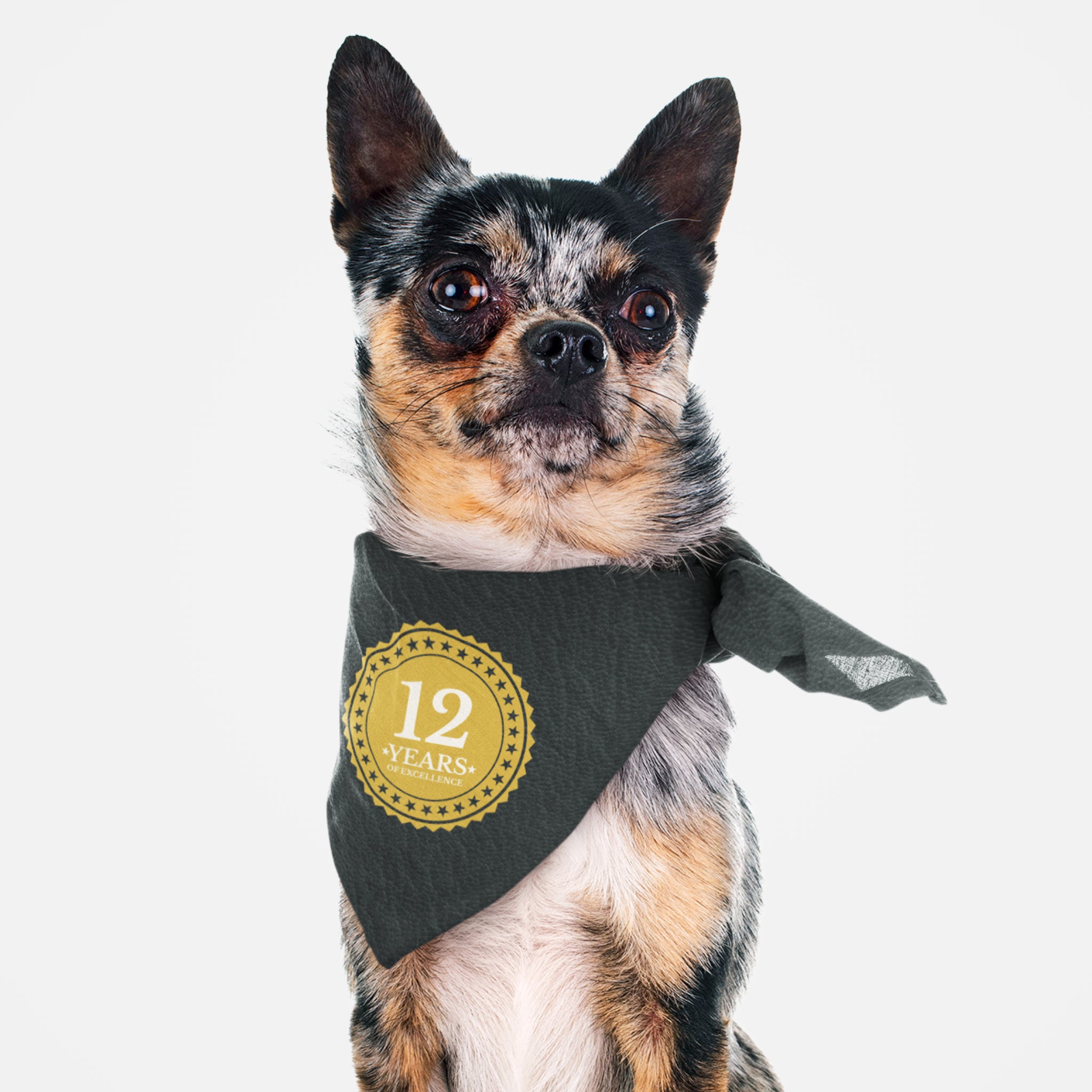 Cute dog wearing funny personalized birthday bandana with custom age on a badge graphic.