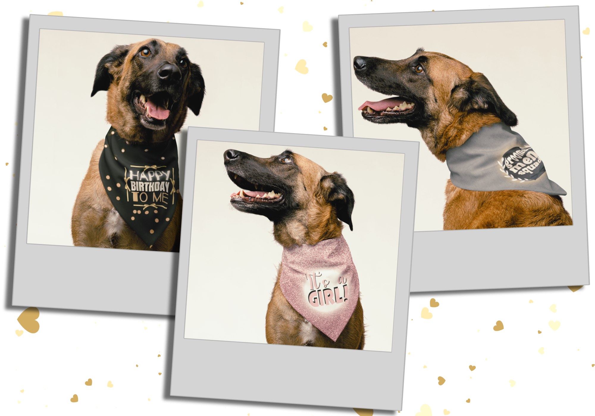 Dog bandanas for birthdays weddings pregnancy announcements featured in Polaroid photo style.
