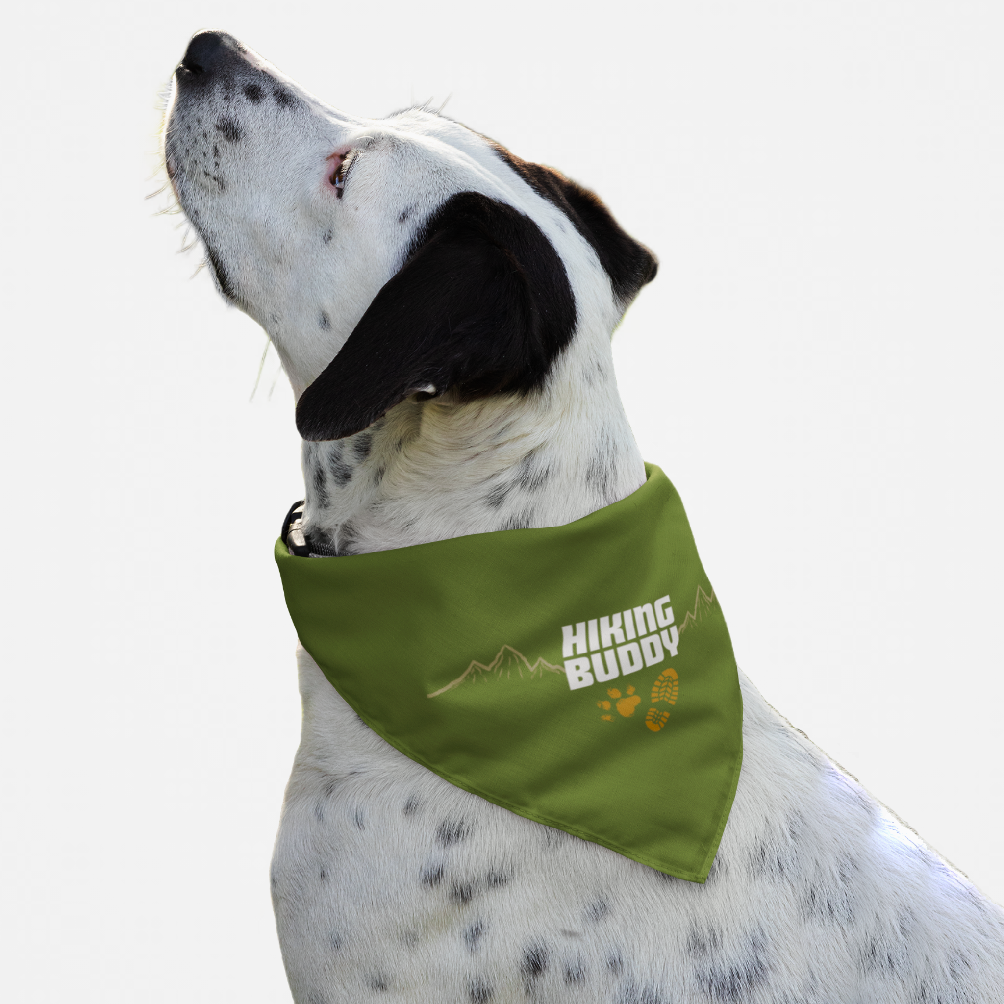 Dog wearing adventure bandana saying Hiking Buddy.