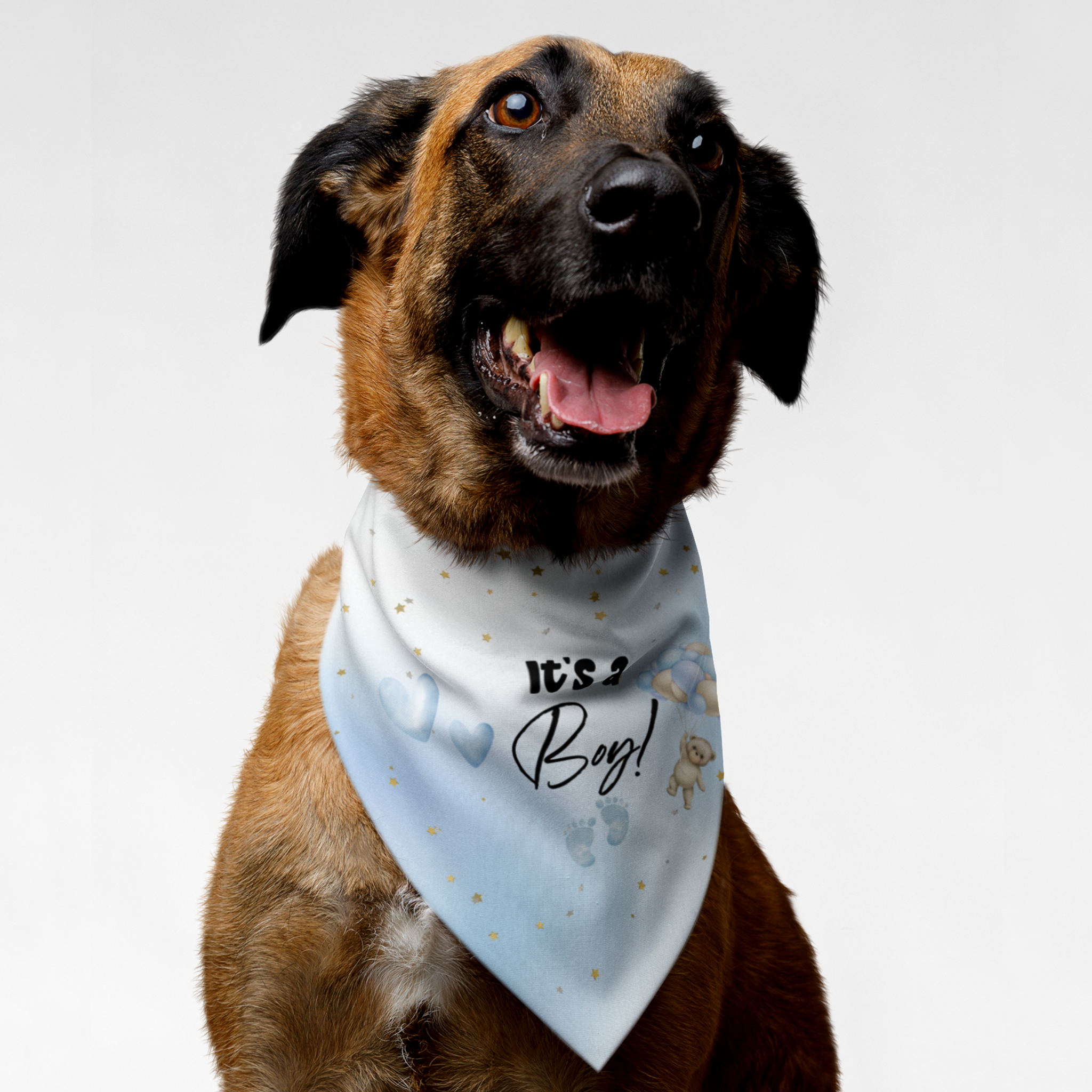 Dog with pregnancy announcement bandana for gender reveal saying It's A Boy.