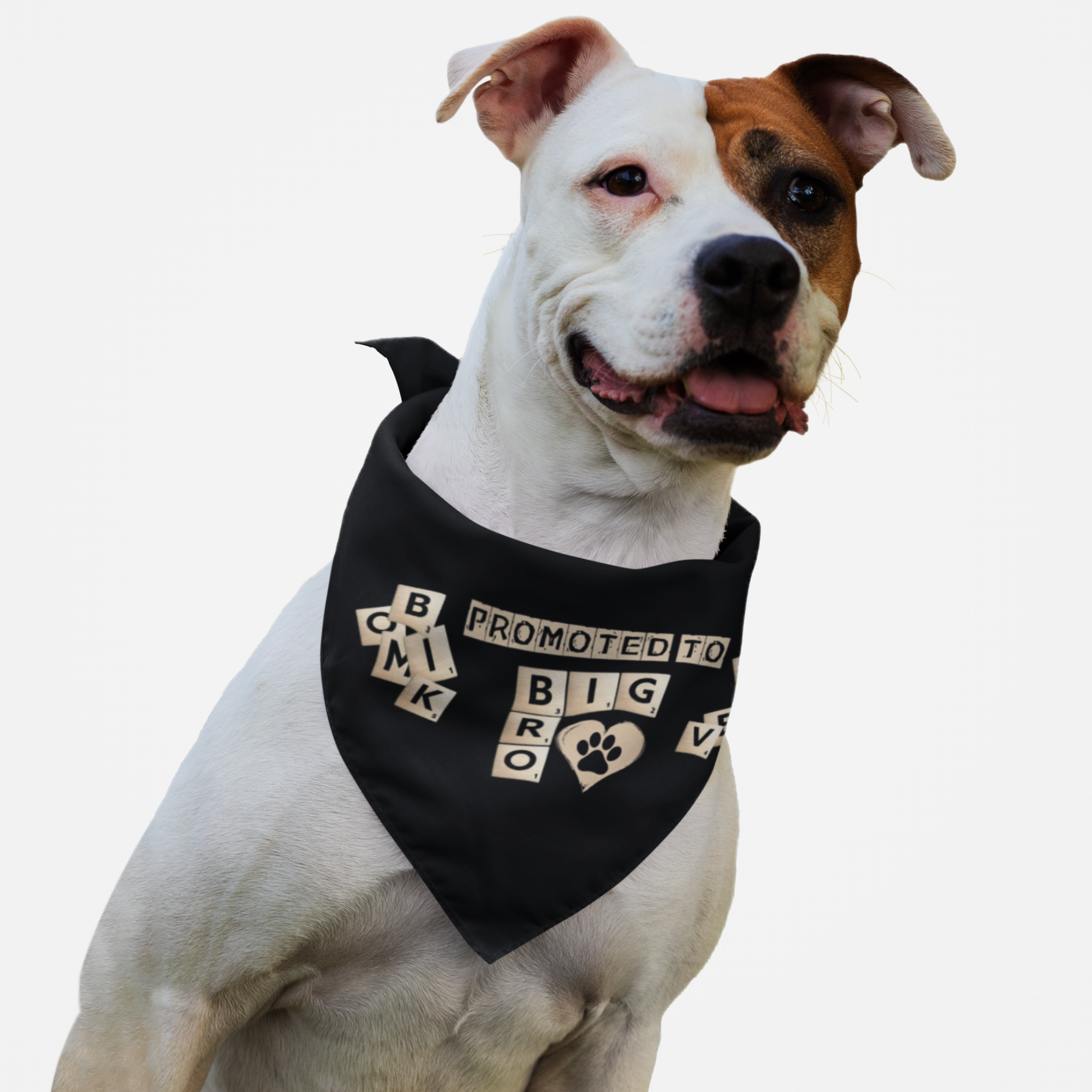 Dog wearing black bandana announcing pregnancy with "Promoted to Big Bro" quote in a scrabble board game style.