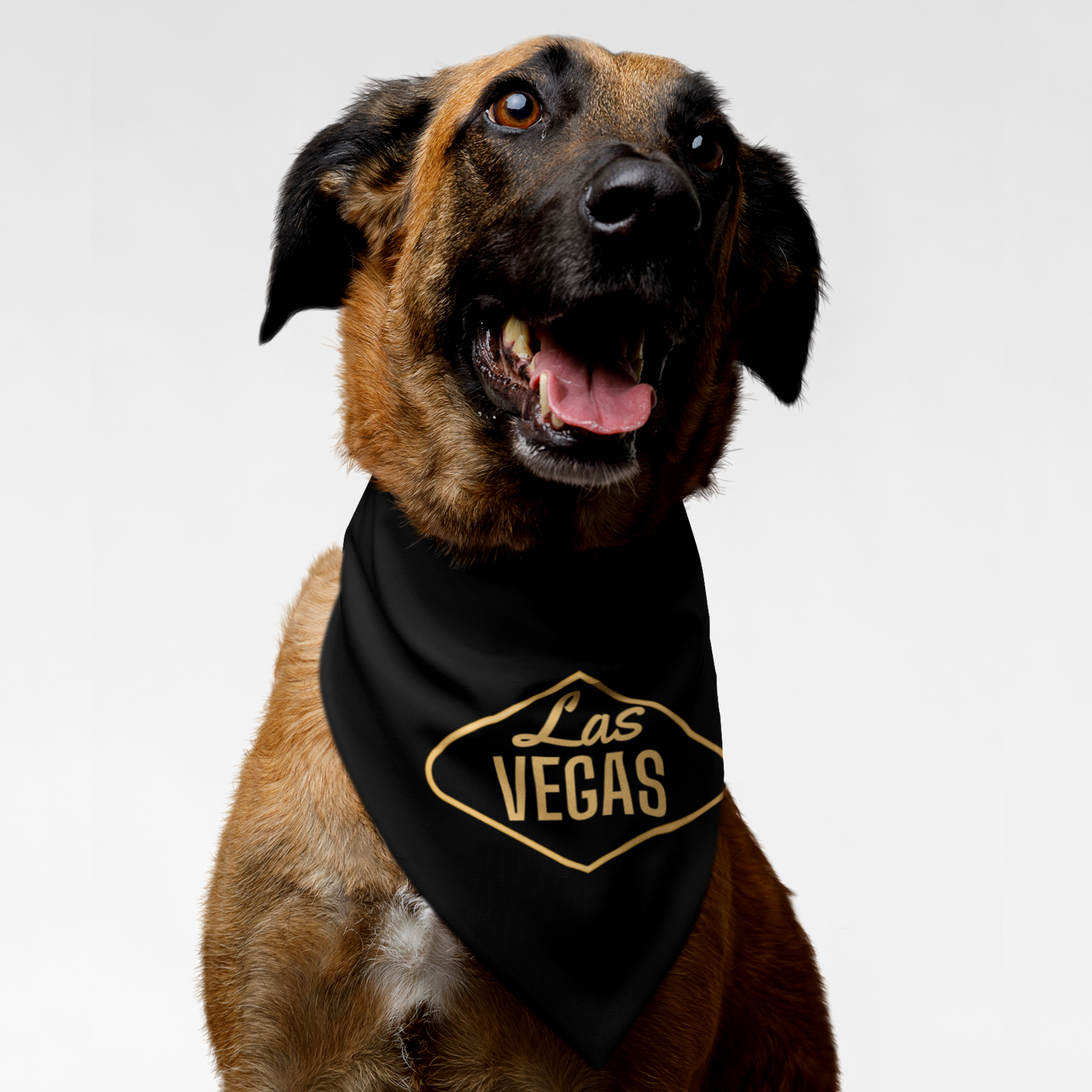 Dog wearing black bandana saying "Las Vegas" in gold.