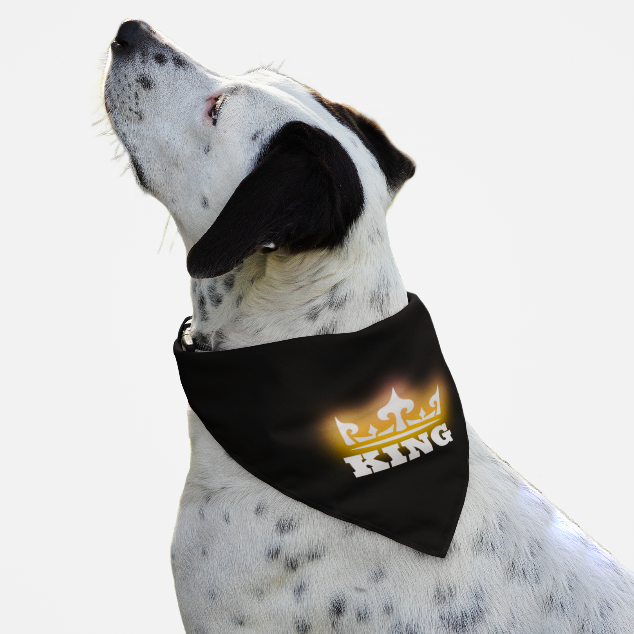 Dog wearing black royal bandana with glowing crown and "King" slogan.