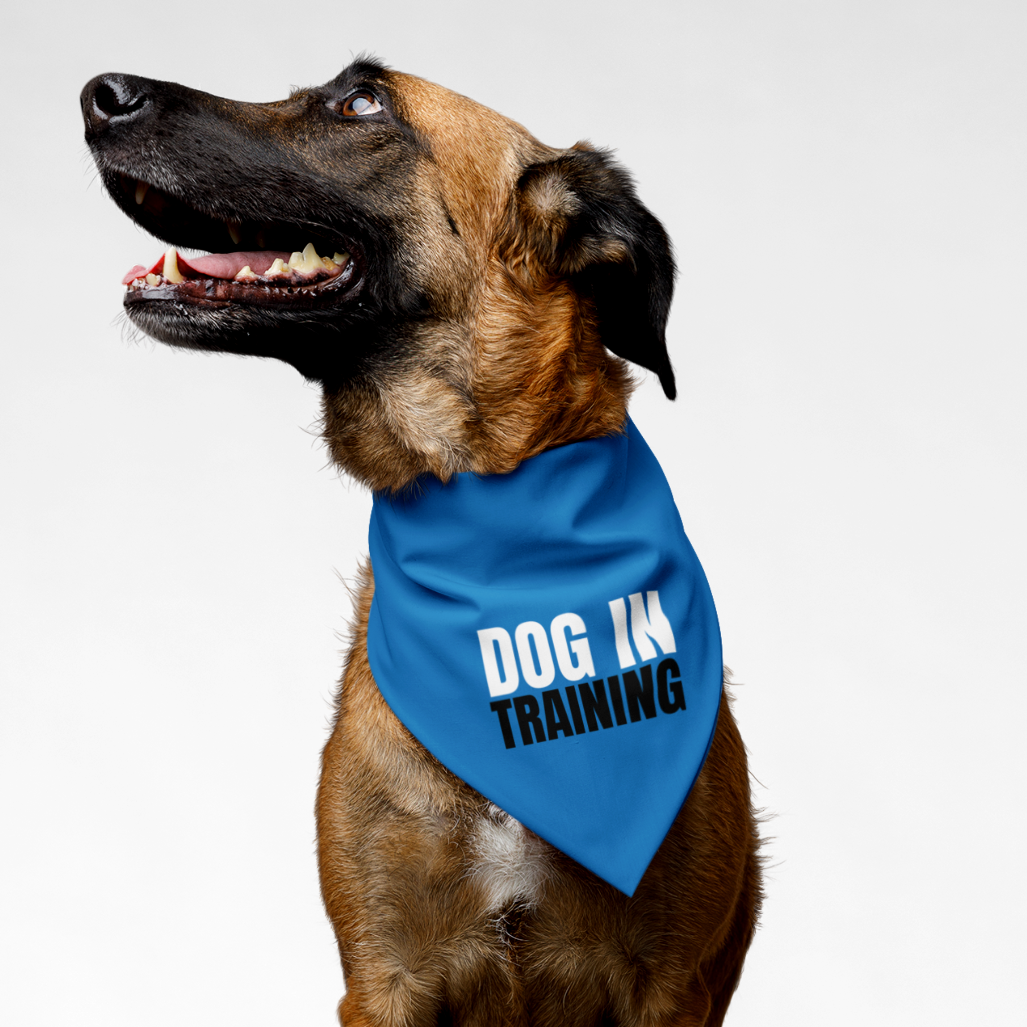 Dog wearing blue bandana saying Dog In Training.