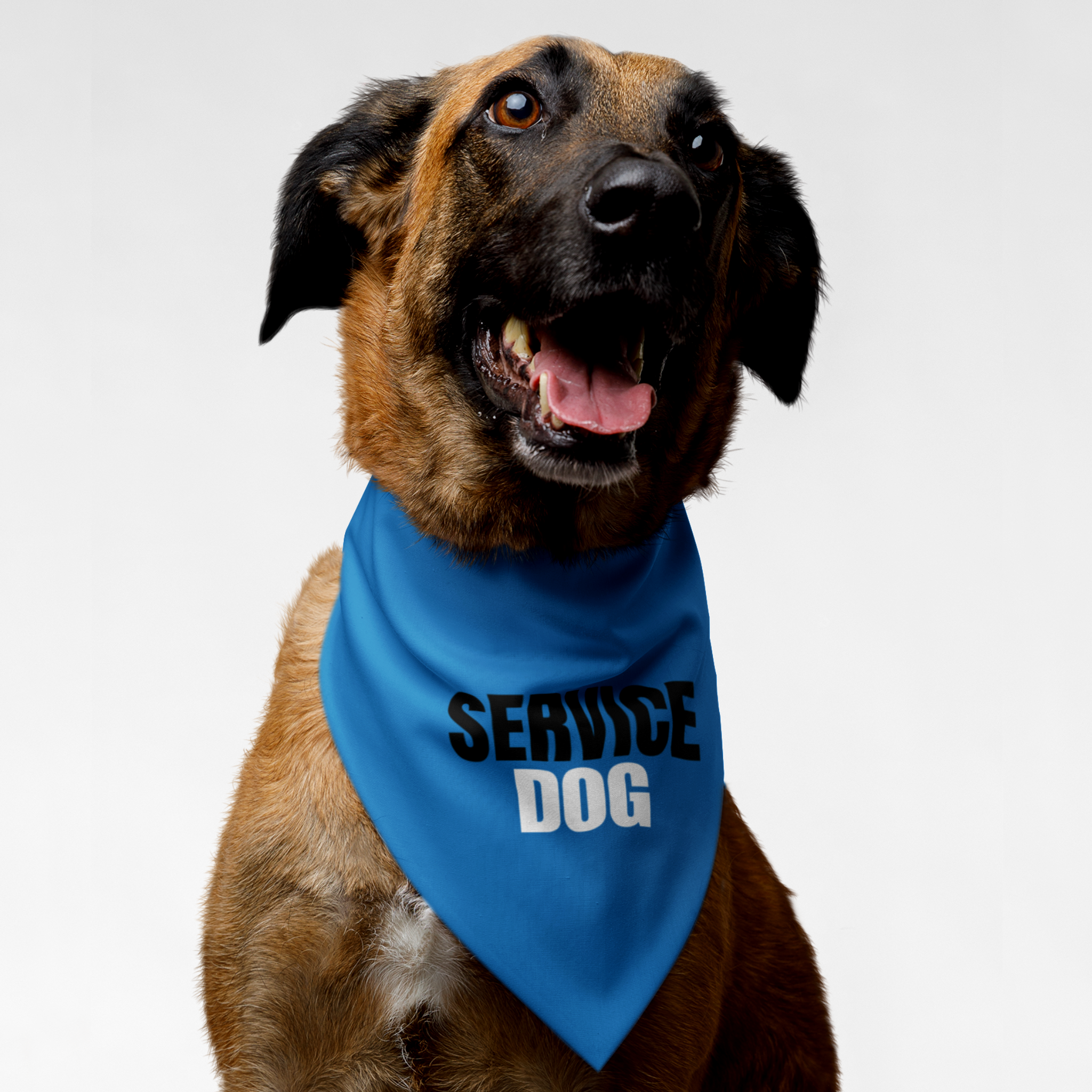 Dog wearing blue bandana saying Service Dog.