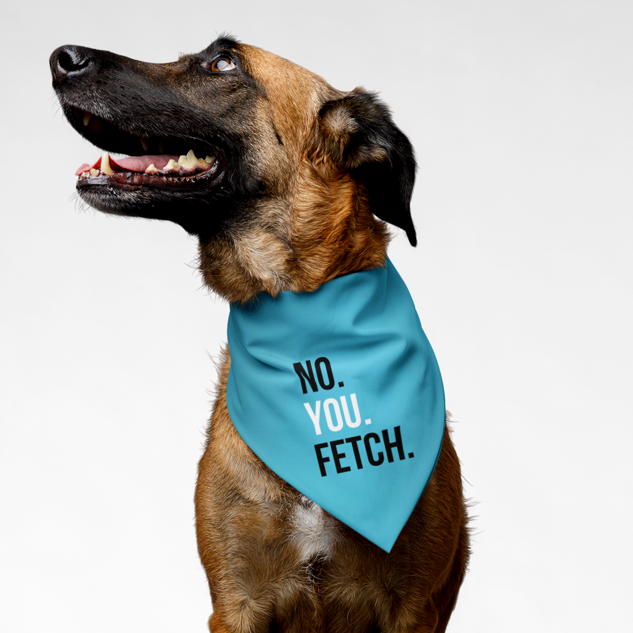 Dog wearing blue scarf with funny "No. You Fetch." quote.