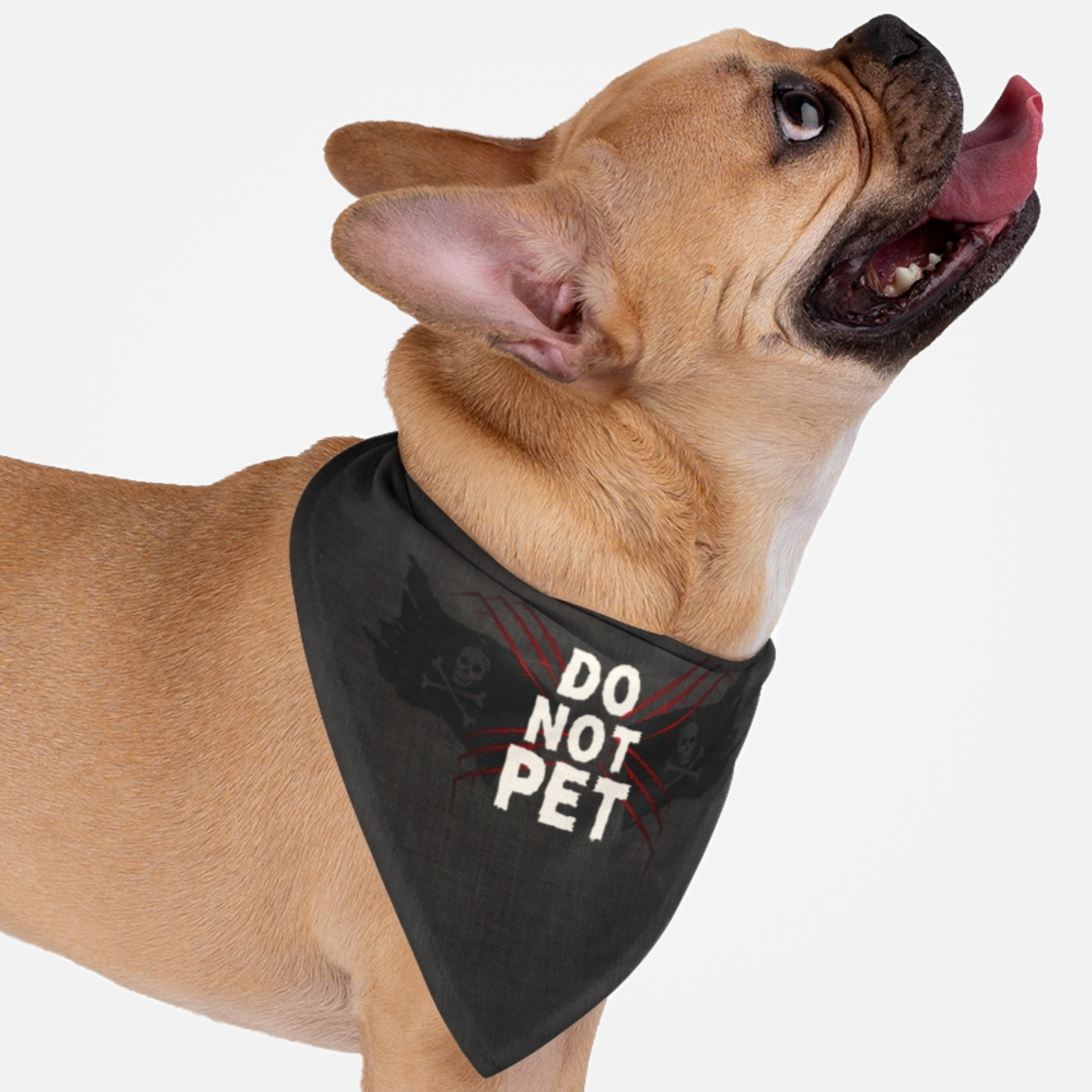 Dog wearing caution bandana with pirate flag graphics saying Do Not Pet.