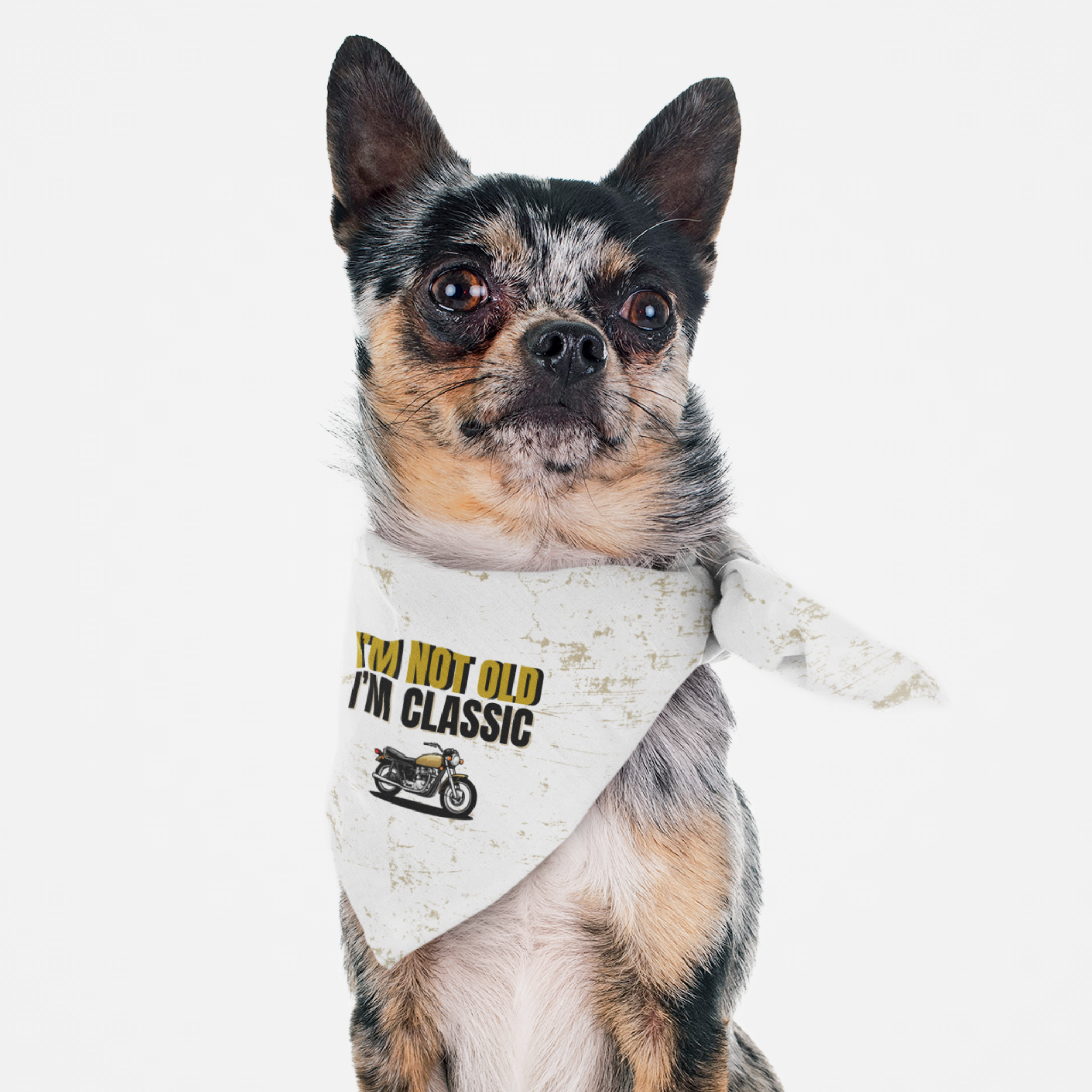 Dog wearing cool bandana saying "I'm Not Old. I'm Classic."