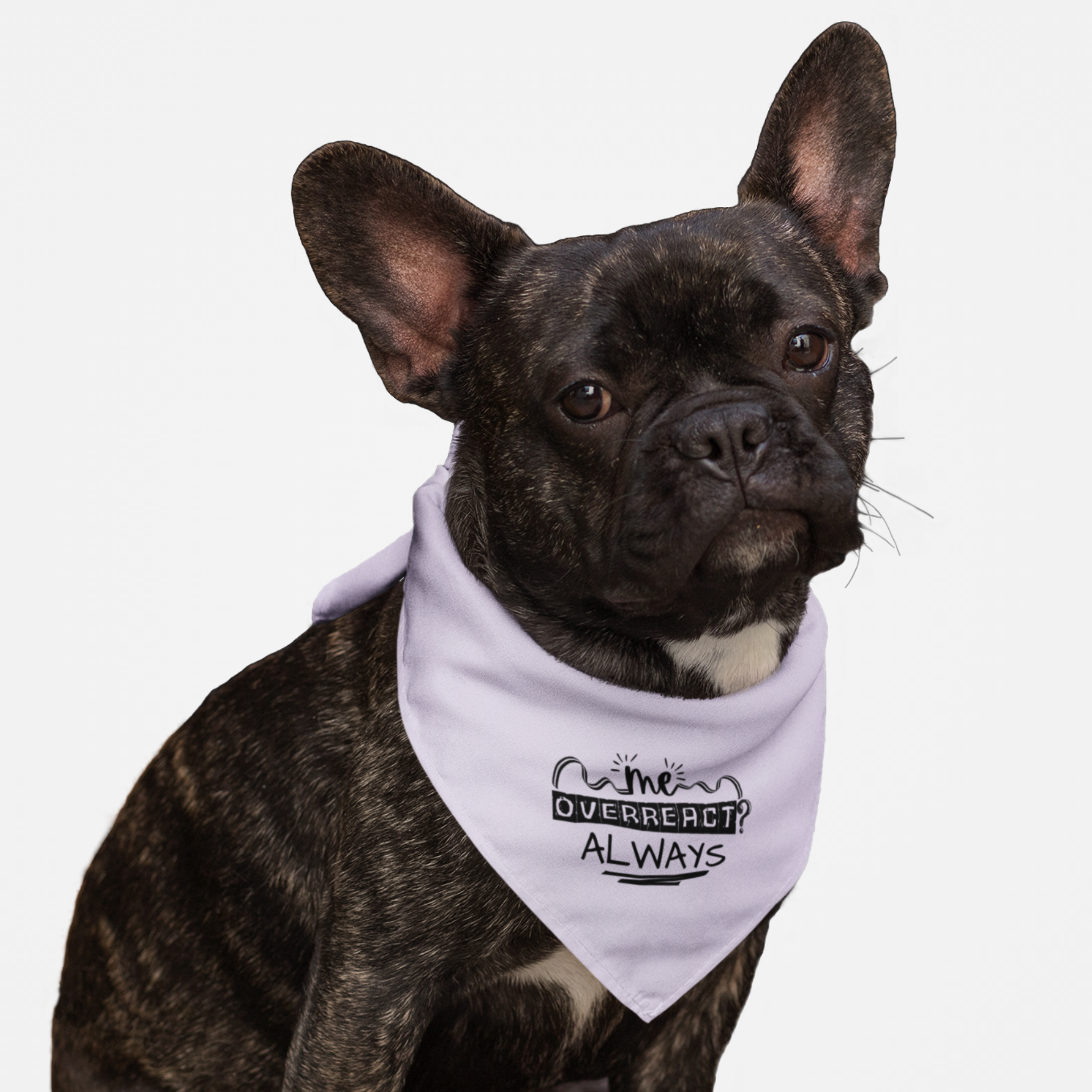 Dog wearing cute and funny bandana saying "Me Overreact? Always."