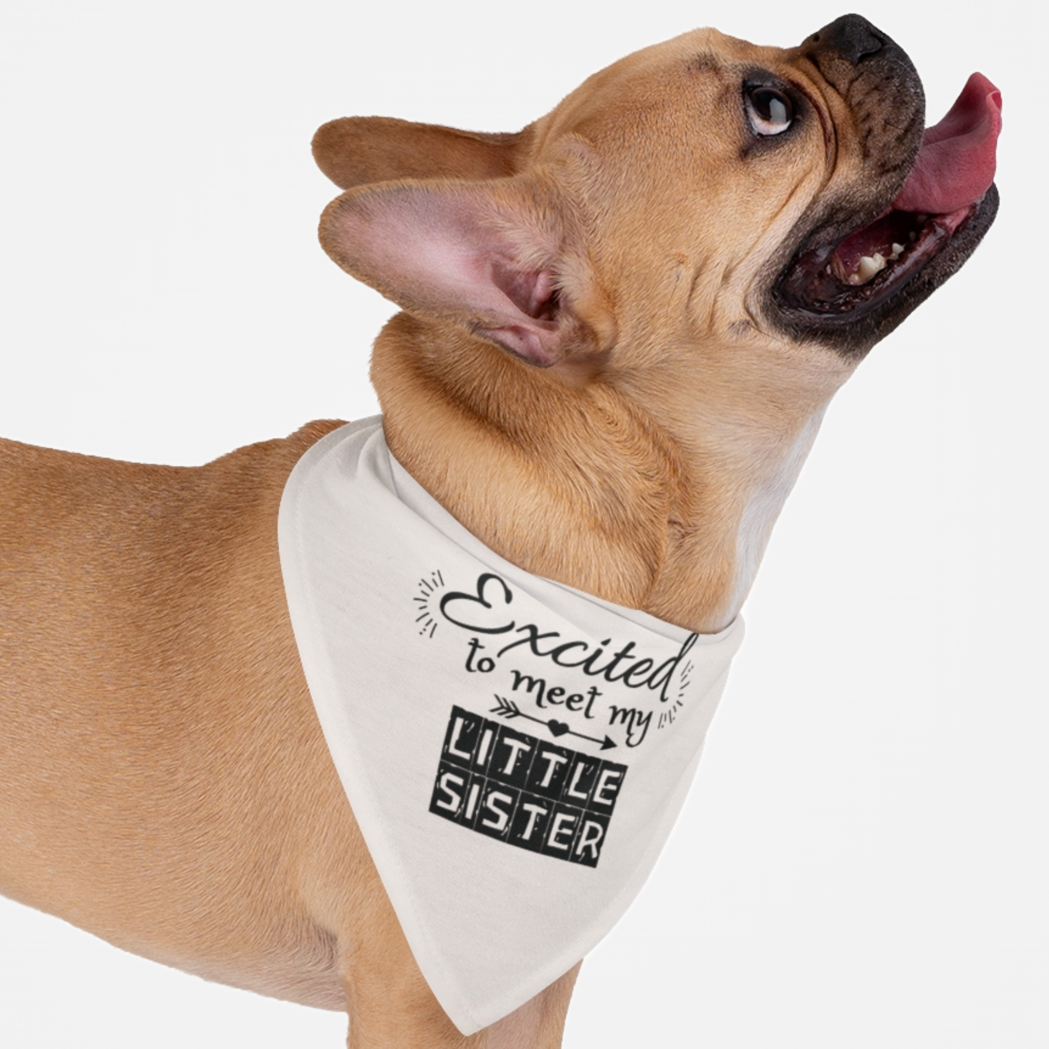 Dog wearing cute bandana announcing pregnancy with "Excited to Meet My Little Sister" quote.