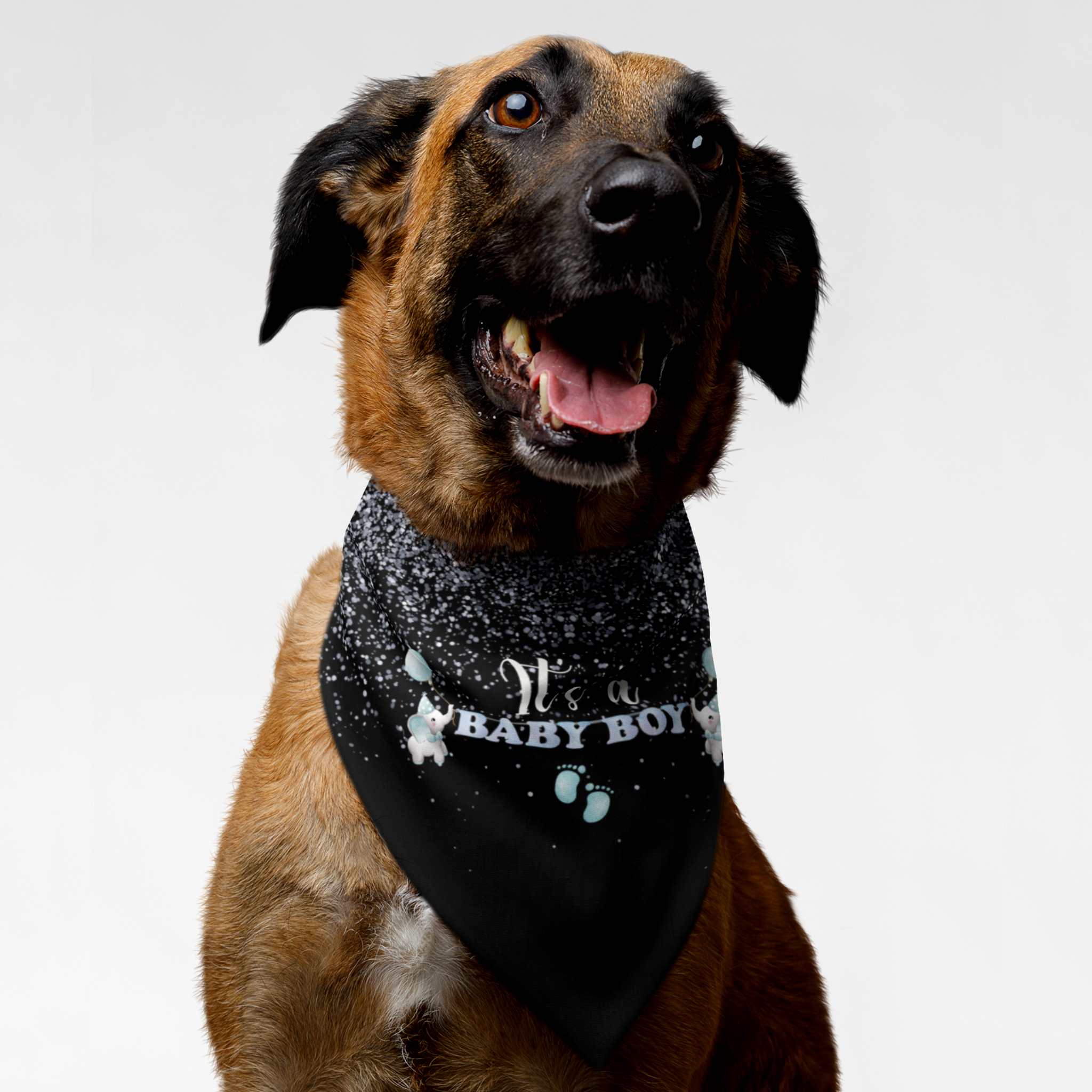 Dog with cute pregnancy announcement bandana for gender reveals saying It's A Baby Boy.