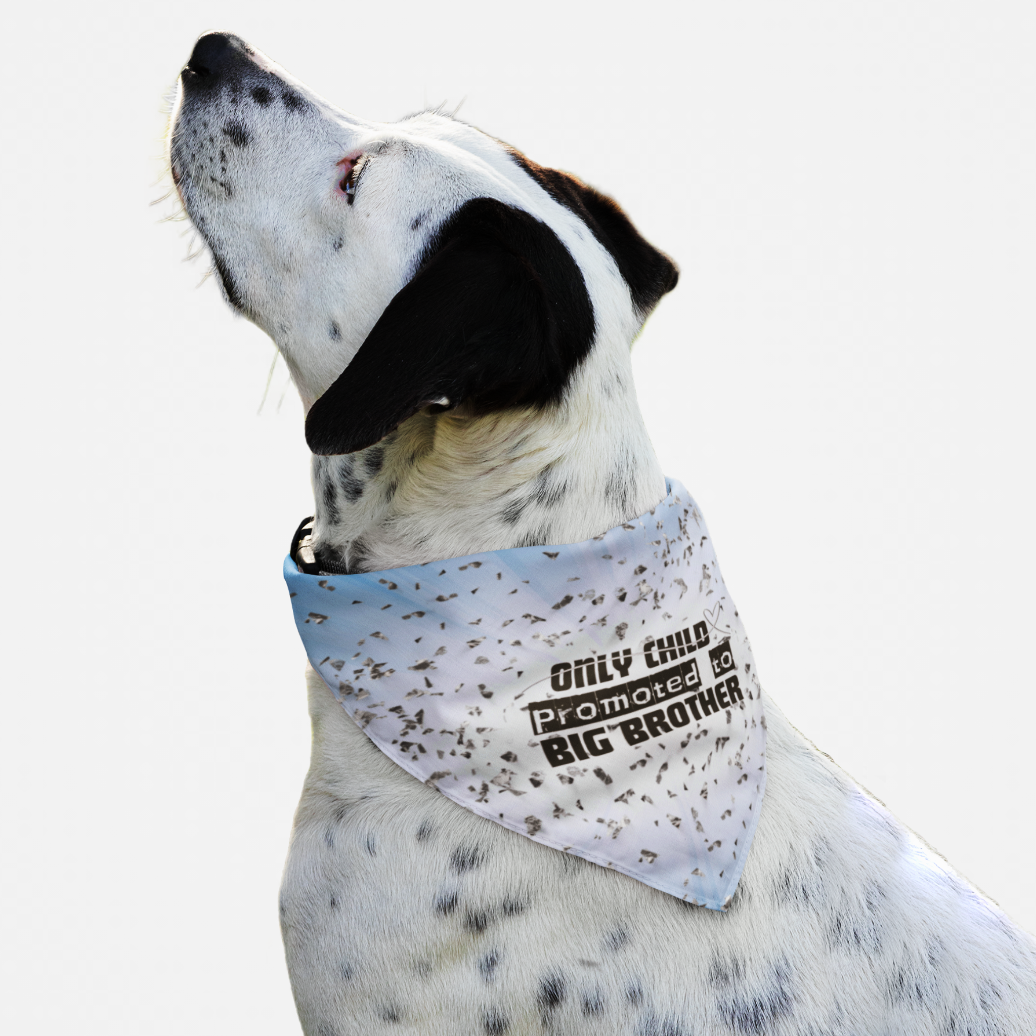 Dog wearing cute blue bandana announcing pregnancy with glow and confetti print effect saying Only Child Promoted To Big Brother.