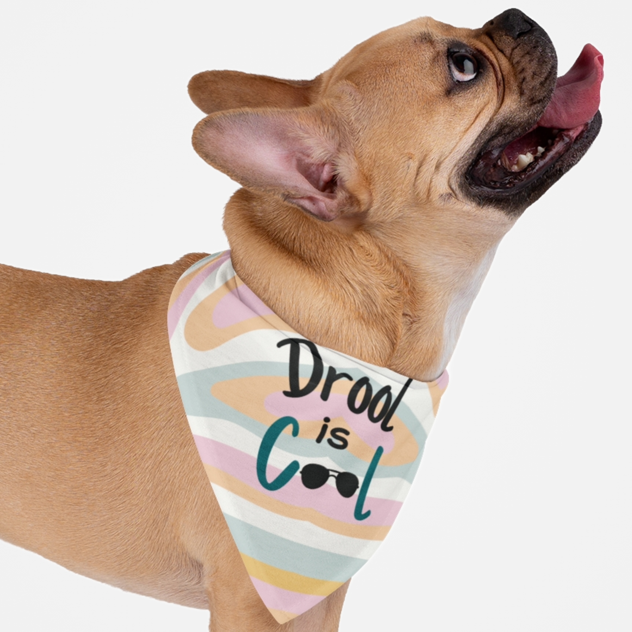 Dog wearing cute color pattern bandana with "Drool Is Cool" funny quote.