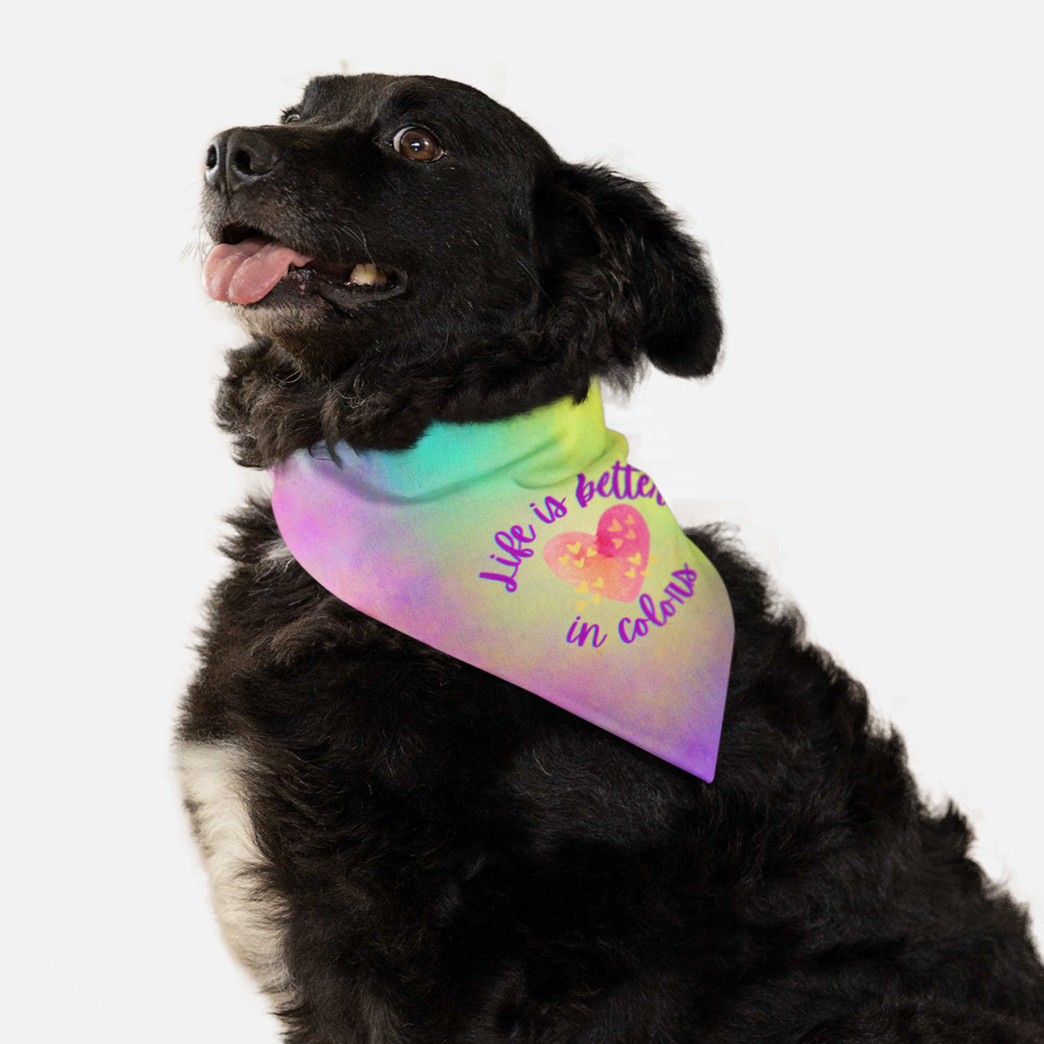 Dog wearing cute colorful bandana saying Life Is Better In Colors.