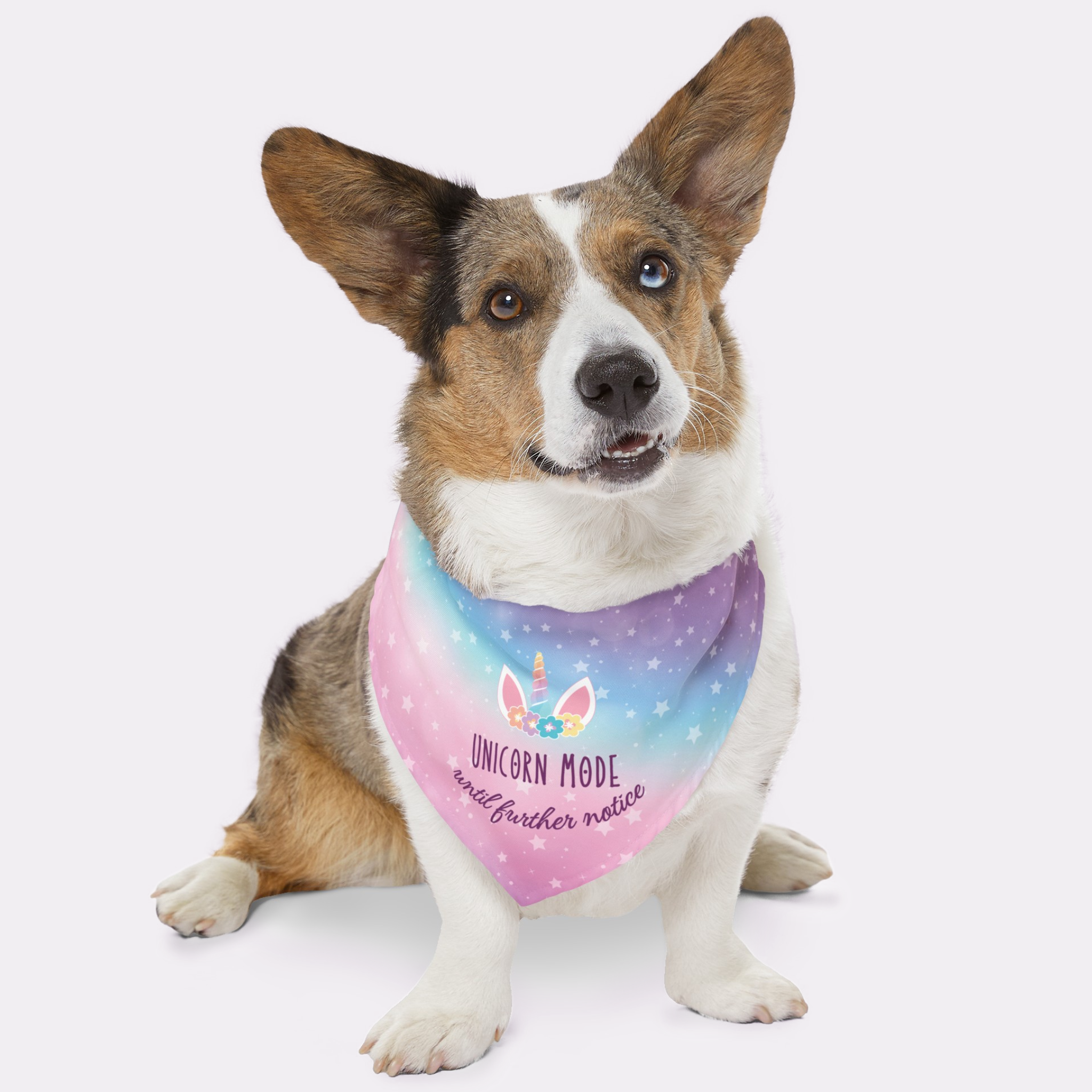 Dog wearing cute colorful bandana with funny "Unicorn Mode" text on it.