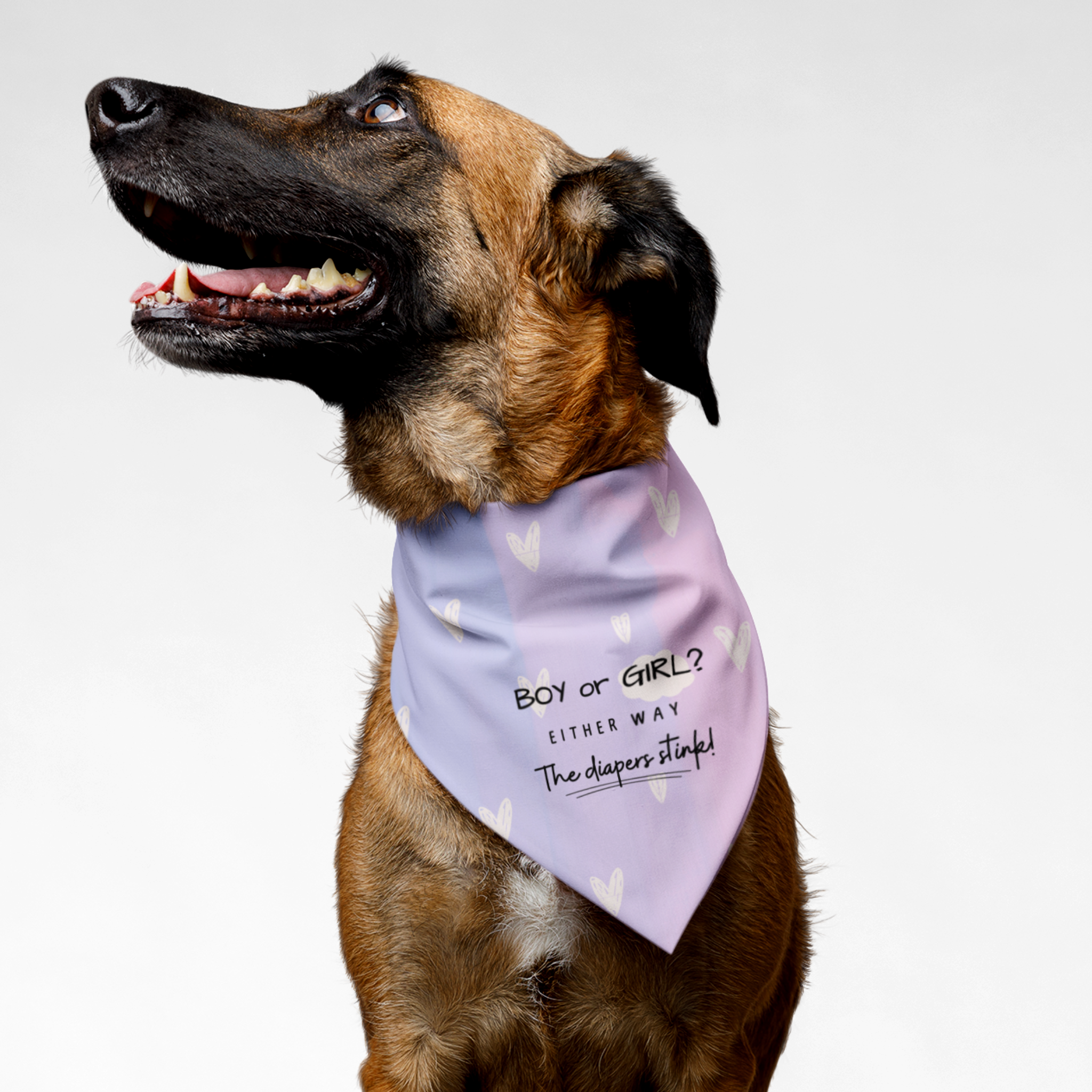 Dog wearing cute and funny gender reveal pregnancy announcement bandana saying Boy Or Girl Either Way The Diapers Stink.