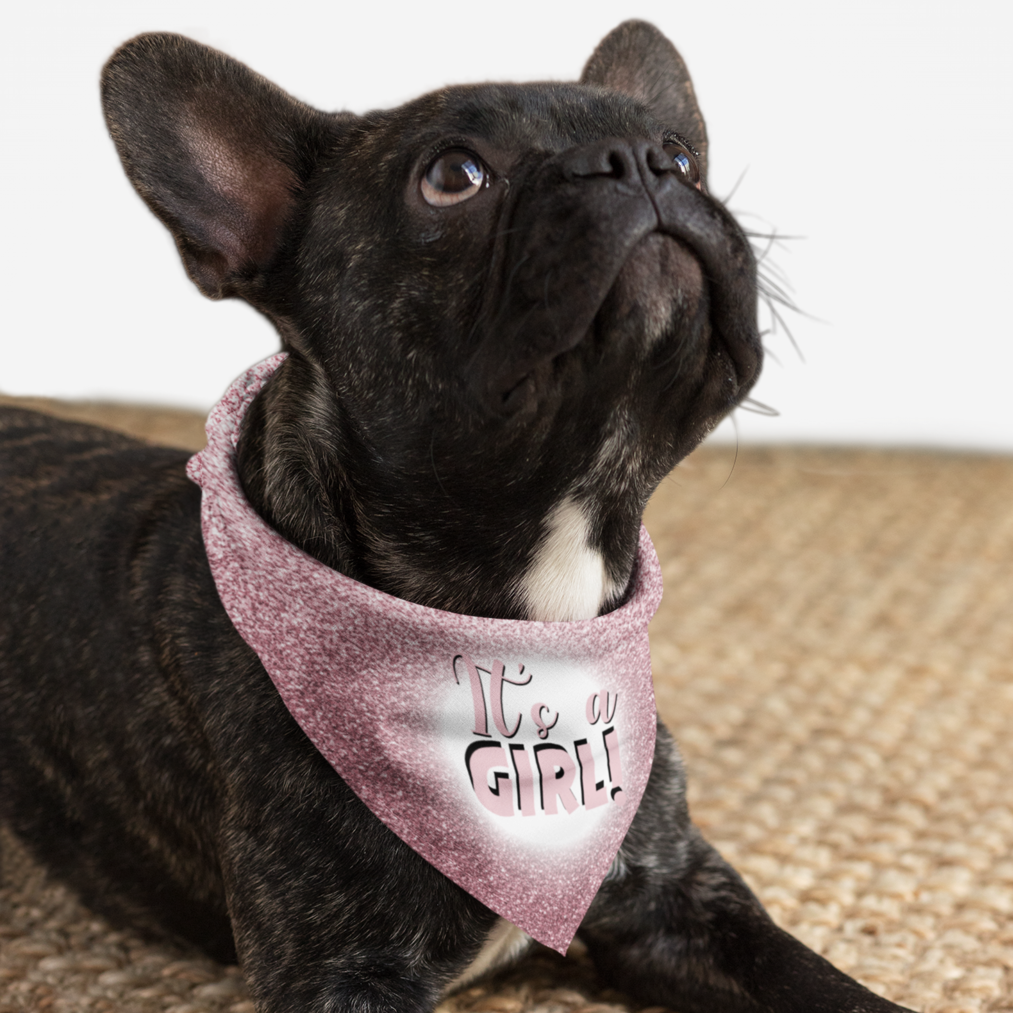 Dog wearing cute pink pregnancy announcement bandana for gender reveals saying It's A Girl.