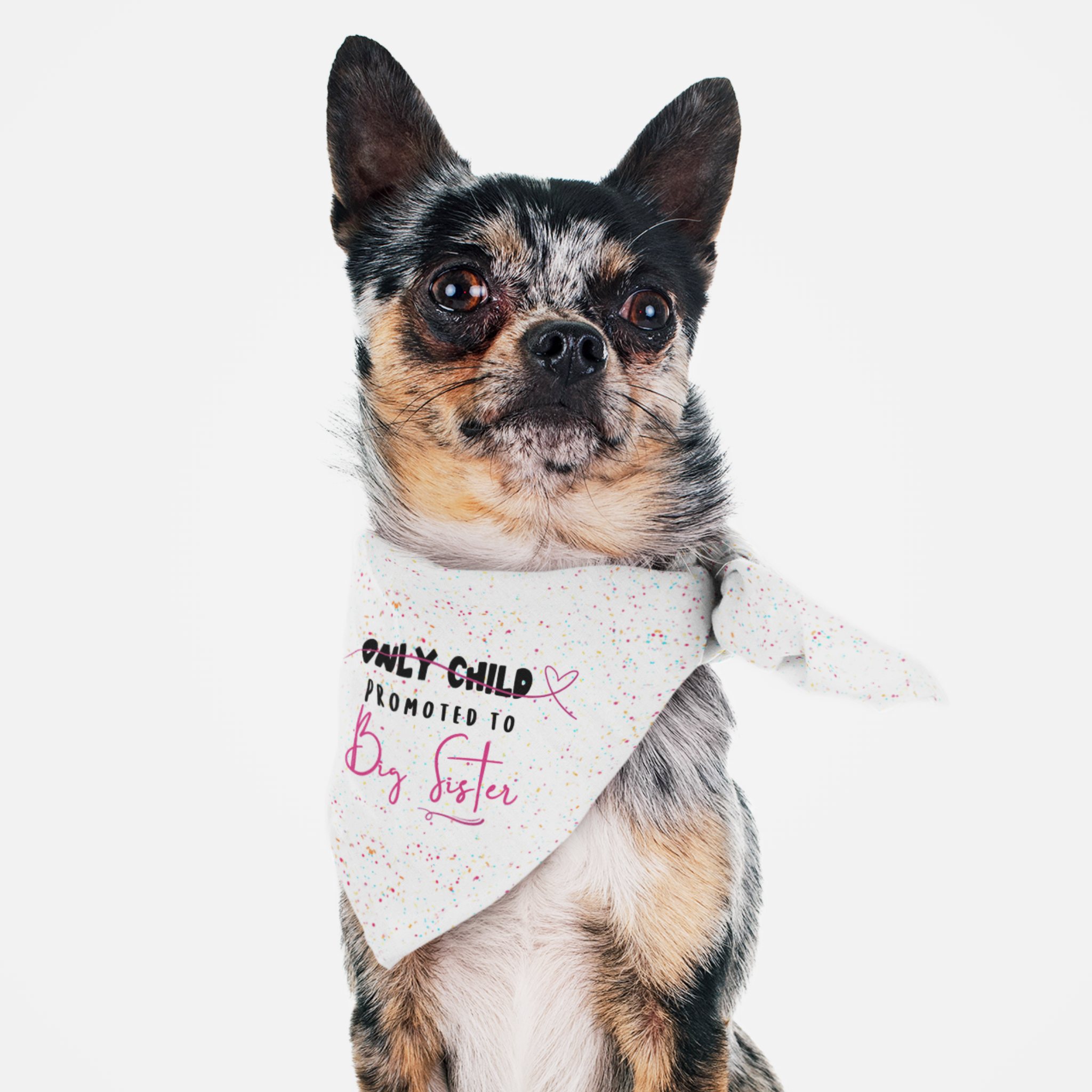 Dog wearing cute pregnancy announcement bandana saying Only Child Promoted To Big Sister.