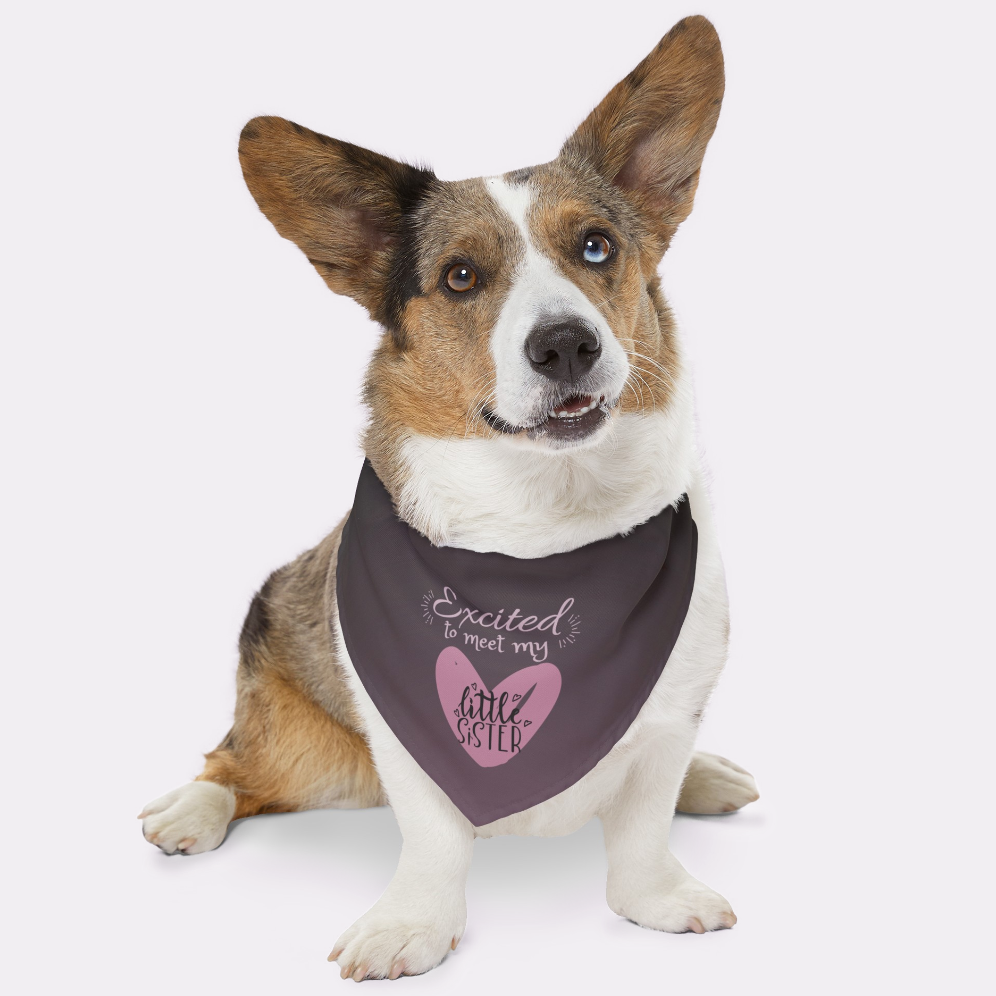 Dog wearing cute purple bandana announcing pregnancy saying Excited To Meet My Little Sister.