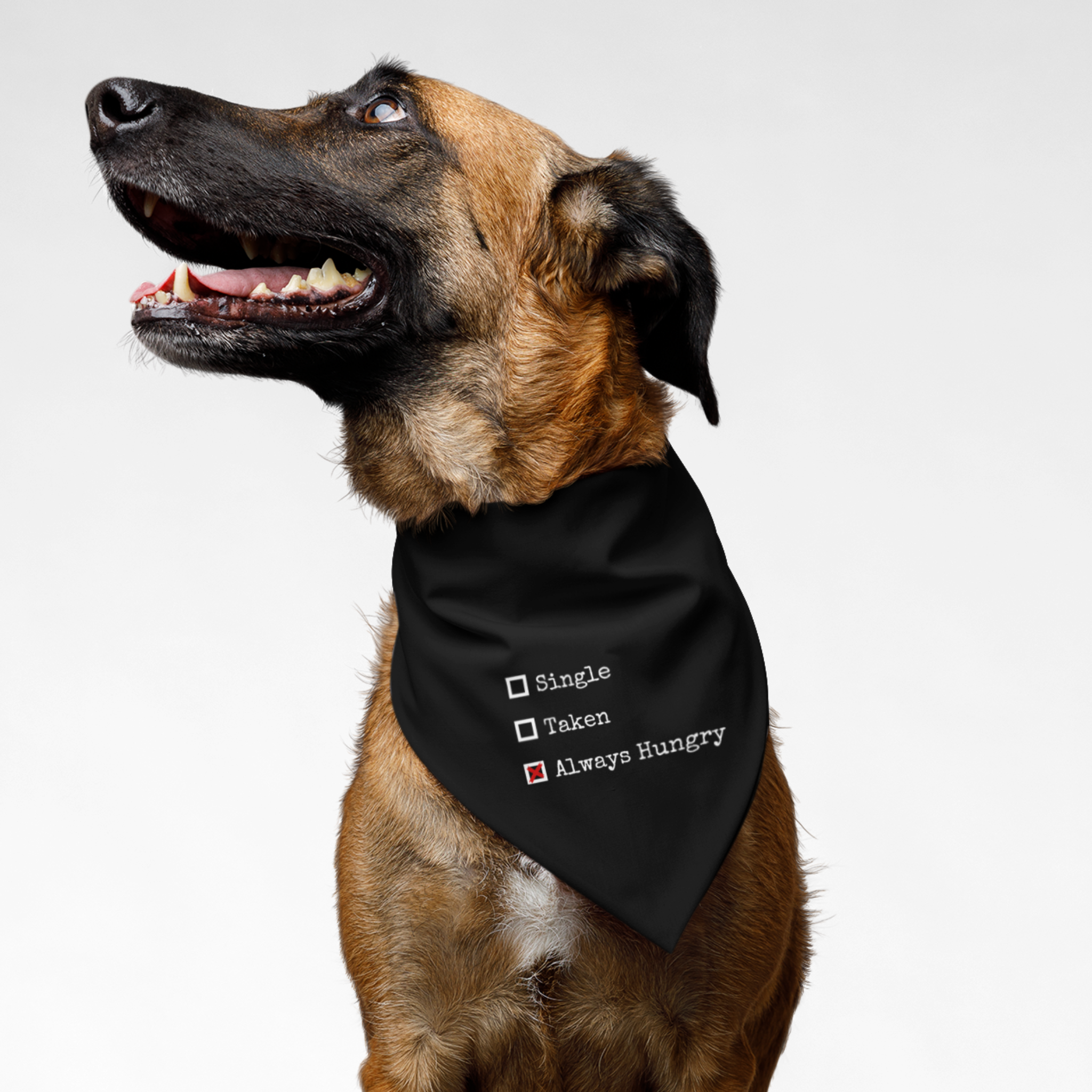 Dog wearing funny bandana saying Always Hungry.