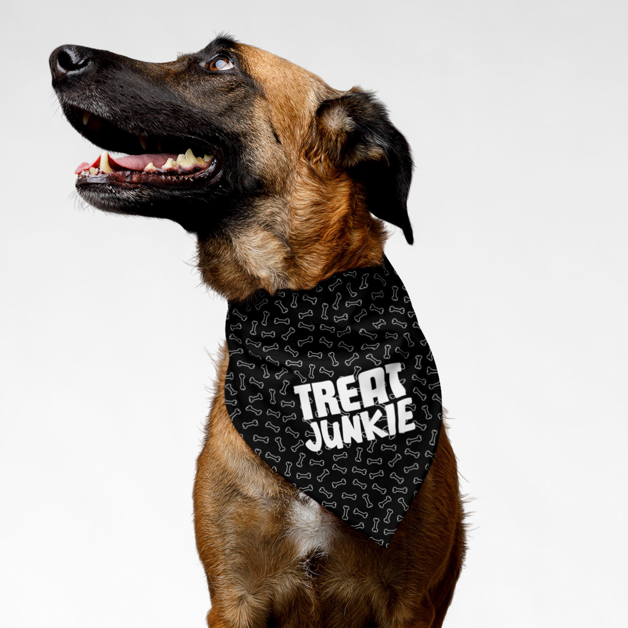 Dog wearing funny bandana with bones pattern saying Treat Junkie.