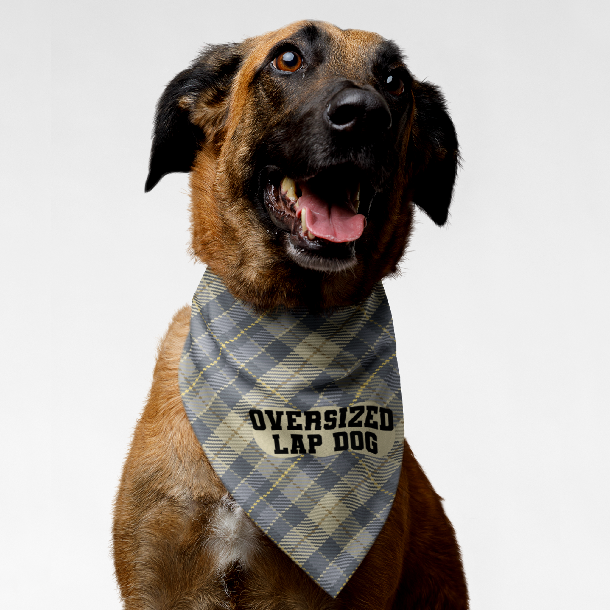 Dog wearing funny bandana with plaid checkered pattern and "Oversized Lap Dog" quote.