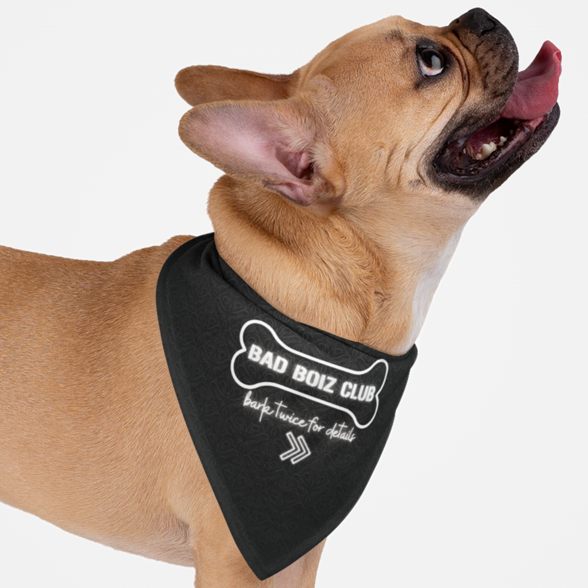 Dog wearing funny bandana with Victorian pattern saying "Bad Boiz Club. Bark Twice For Details."