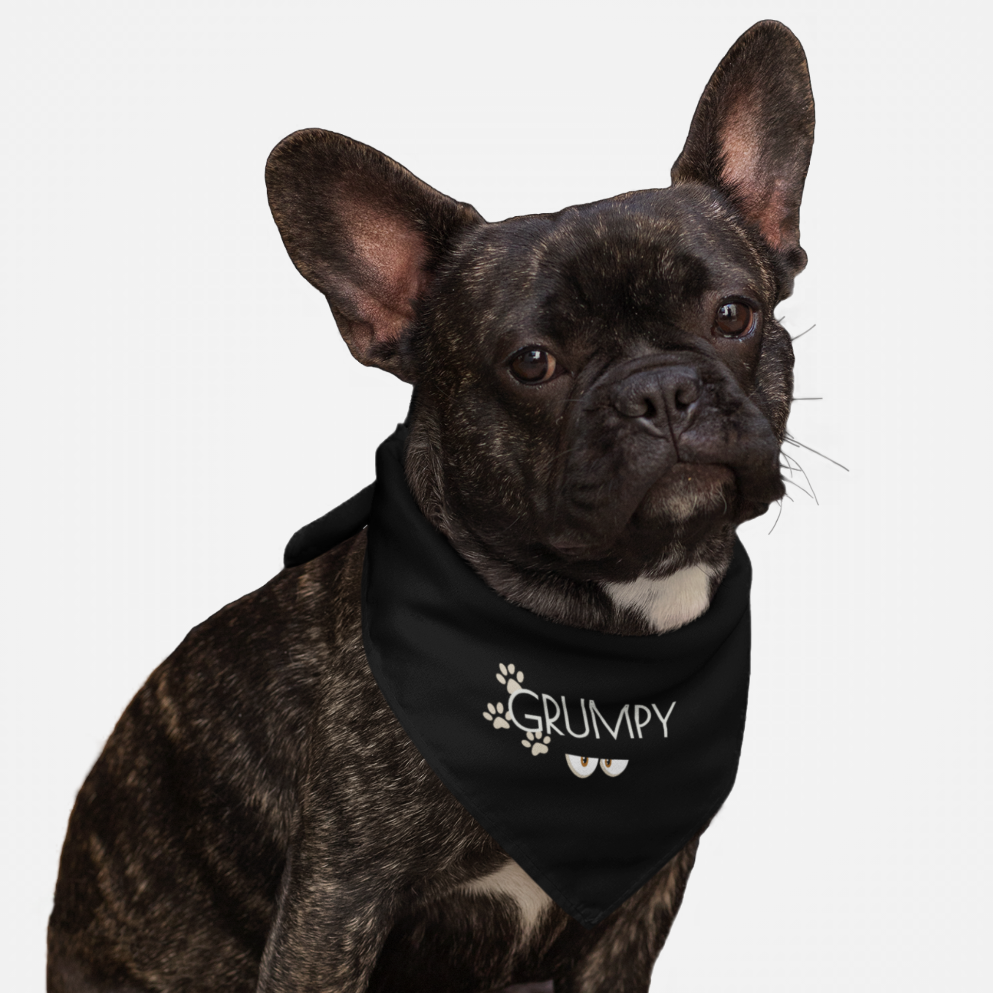 Dog wearing funny bandana saying Grumpy.