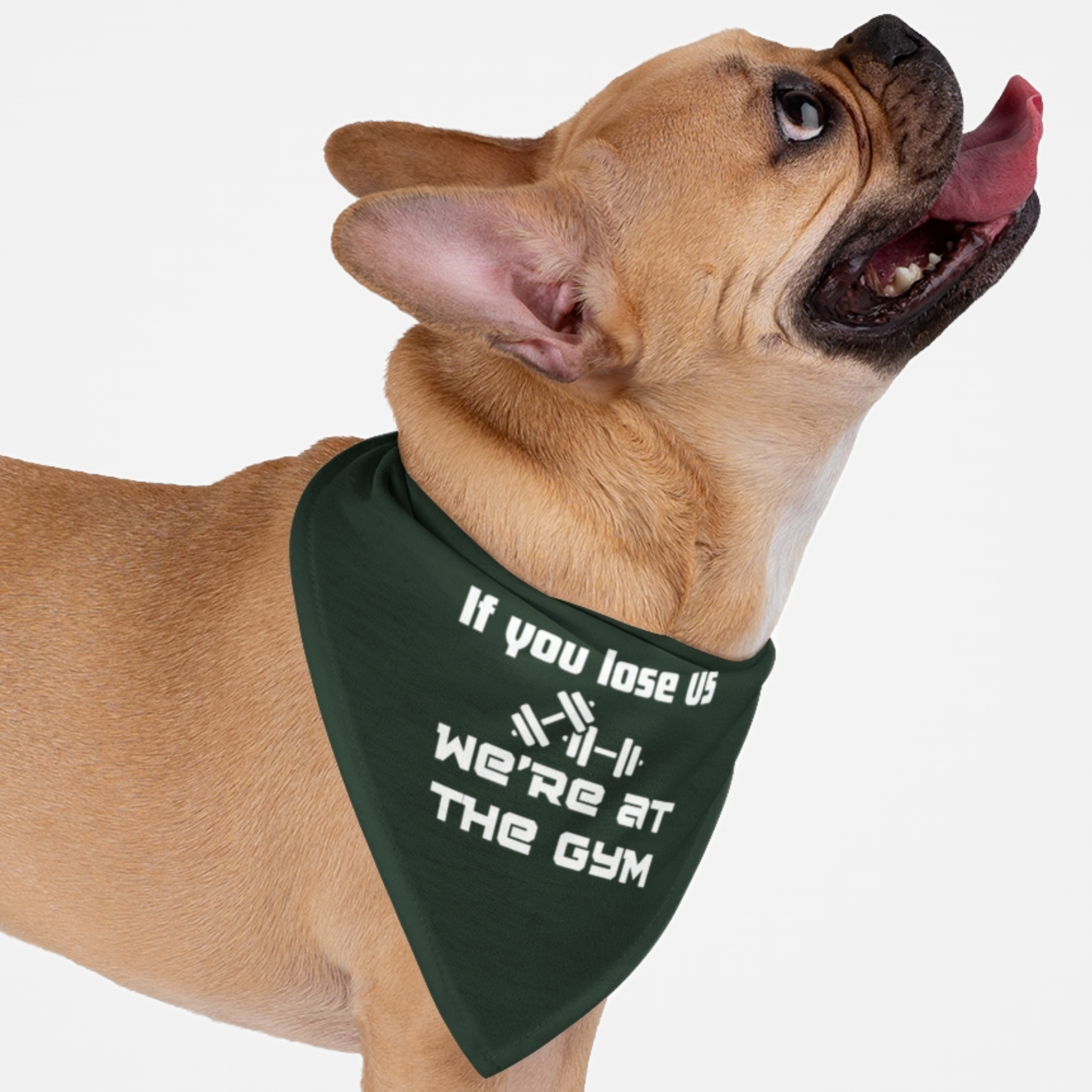 Dog wearing funny gym workout bandana saying "If You Lose Us, We're At The Gym."