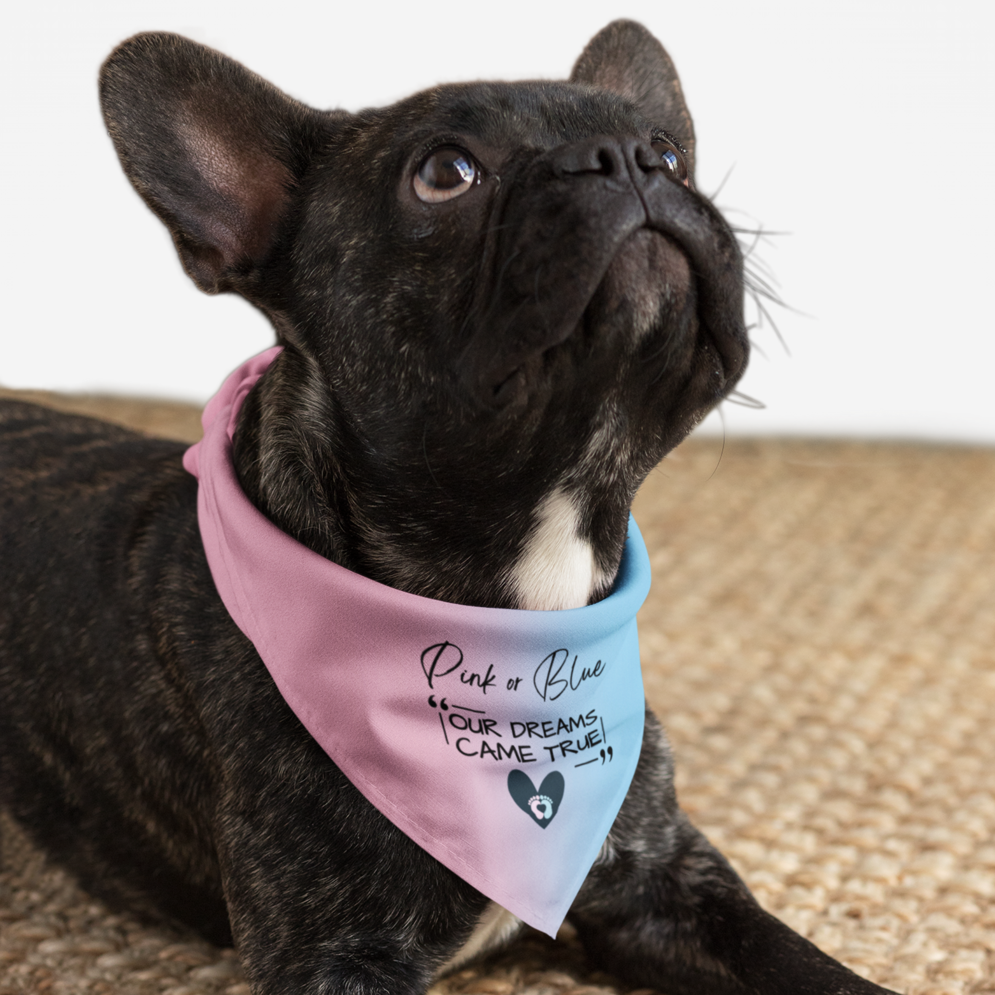 Dog wearing gender reveal pregnancy announcement bandana saying Pink Or Blue Our Dreams Came True.