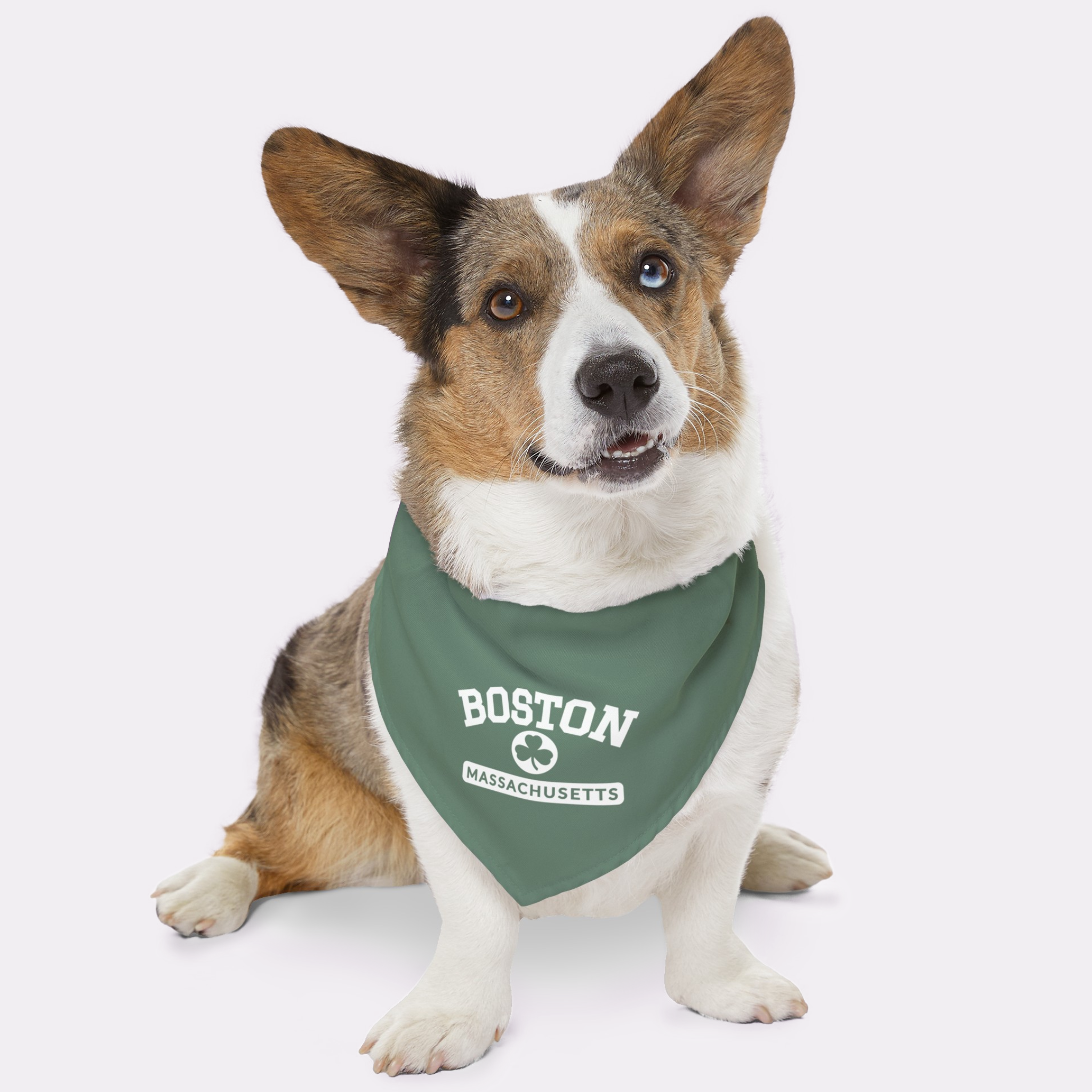 Dog wearing green bandana with clover logo saying Boston Massachusetts.