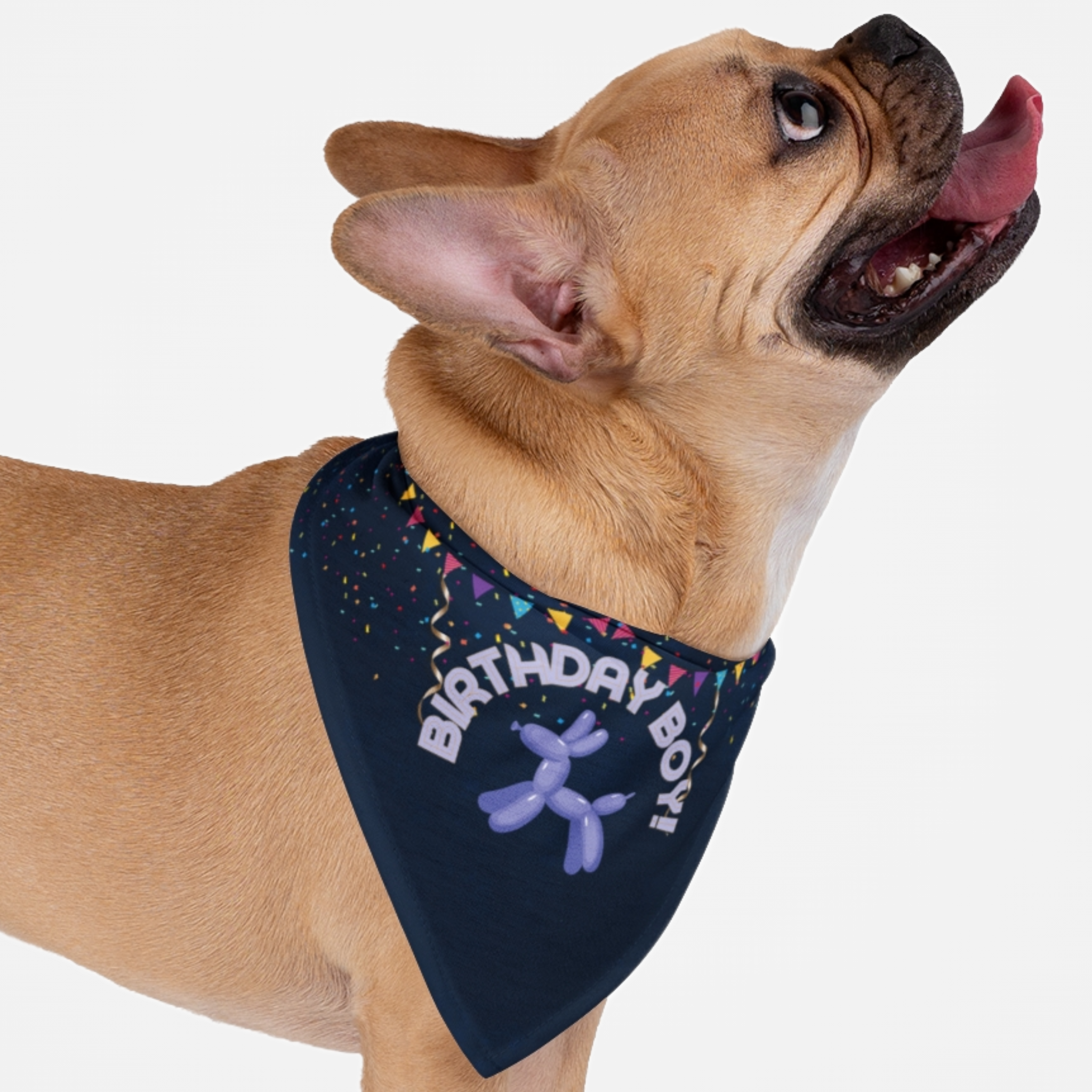 Dog wearing happy birthday bandana with confetti and "Birthday Boy" printed on it.