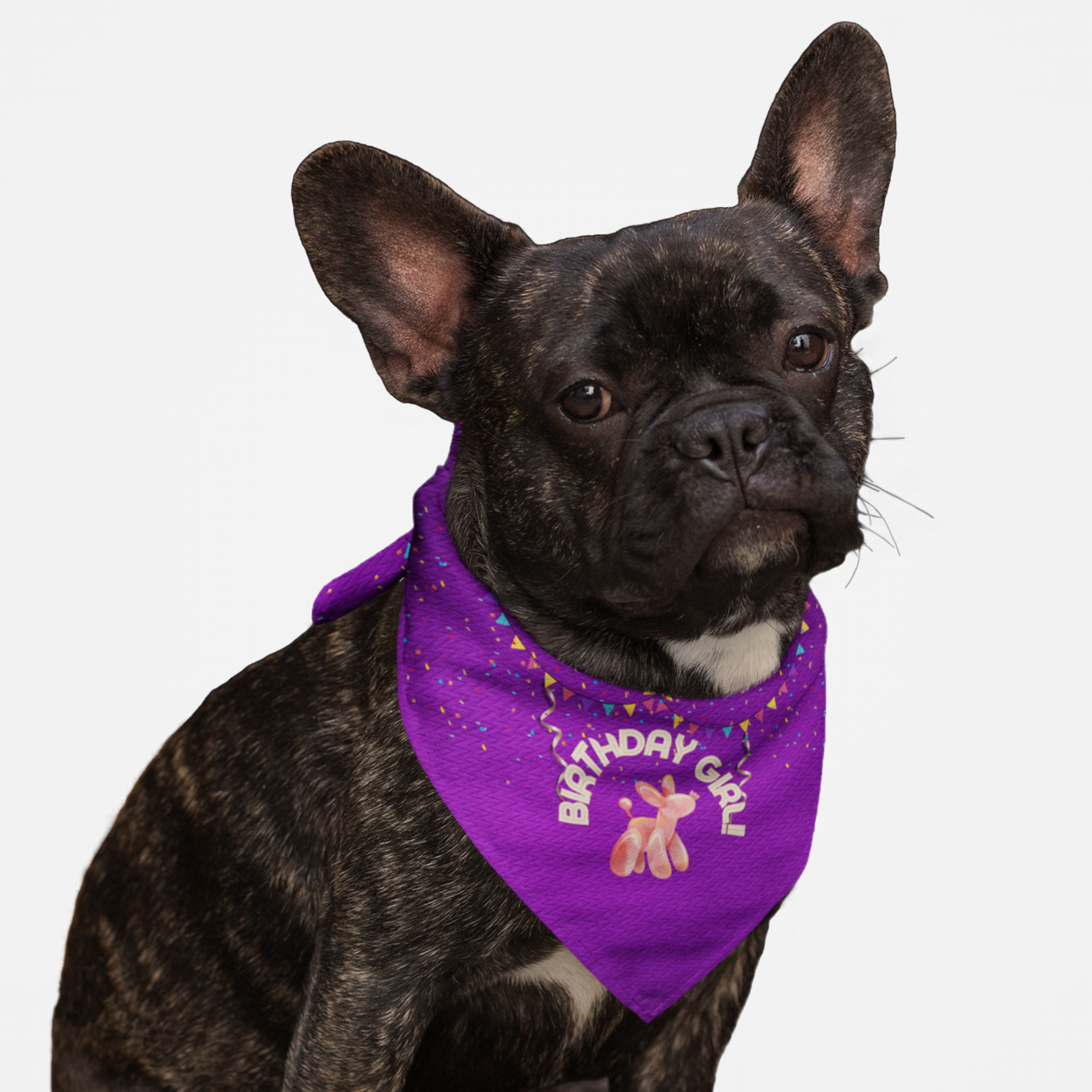 Dog wearing happy birthday bandana with confetti and "Birthday Girl" printed on it.