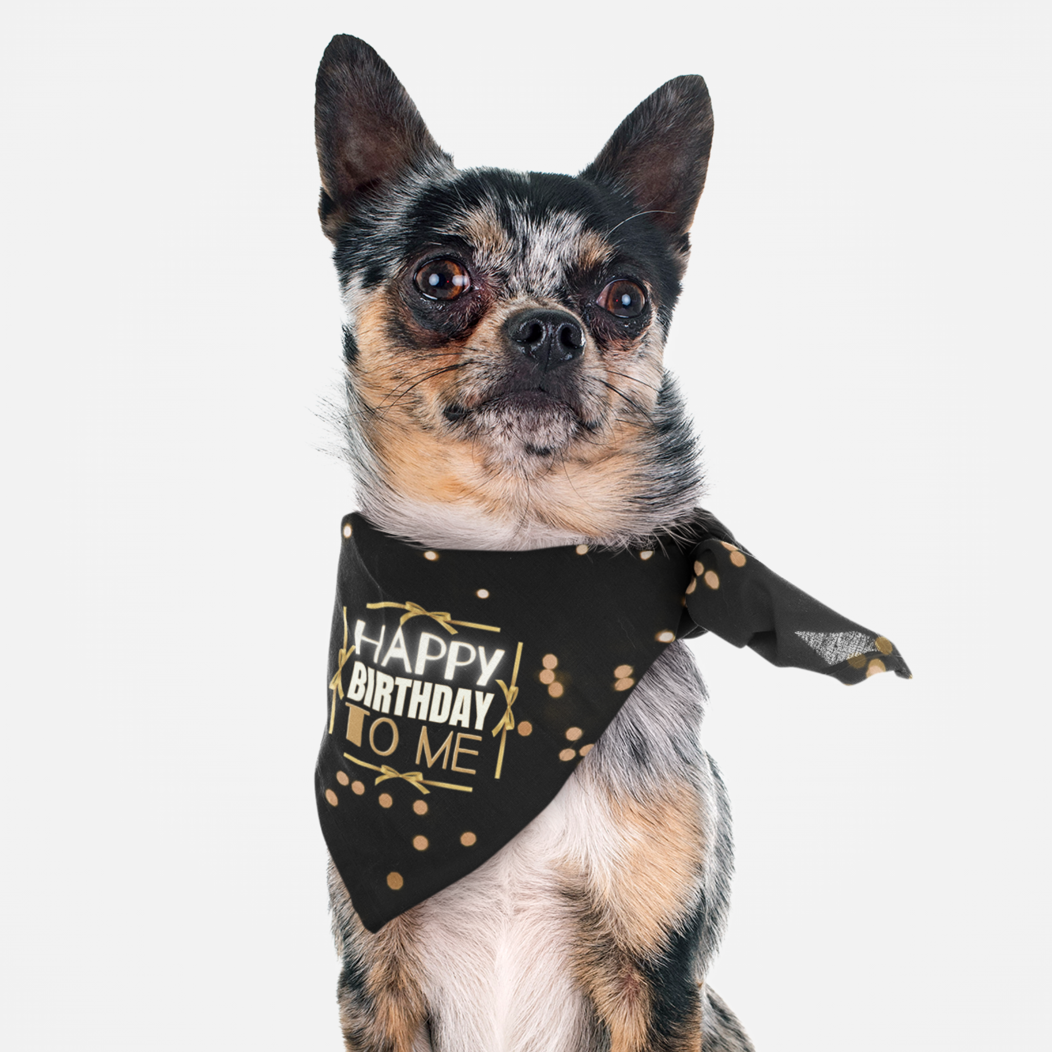 Dog wearing Happy Birthday To Me bandana featuring glow lights on black fabric.