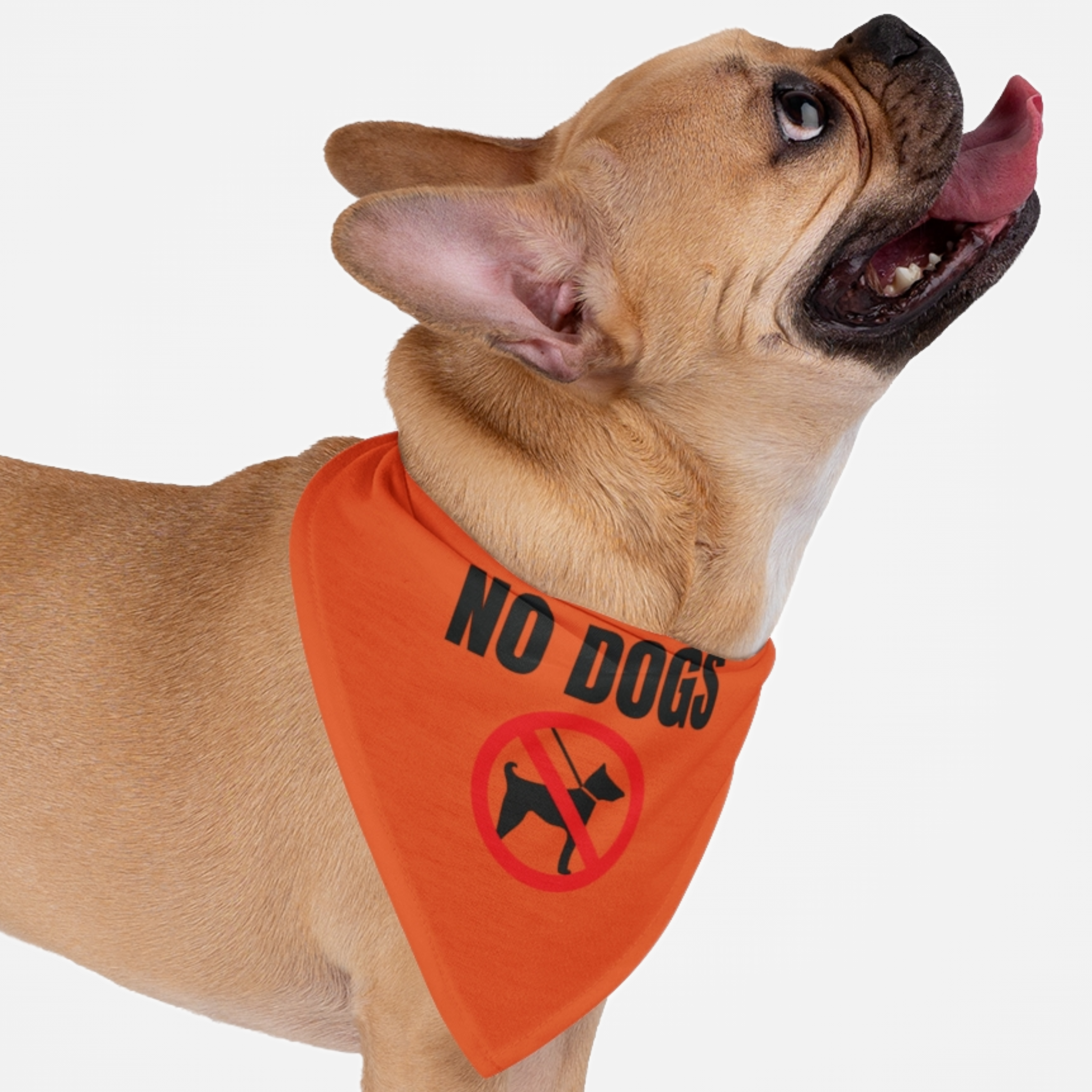 Dog wearing orange caution warning bandana saying No Dogs.