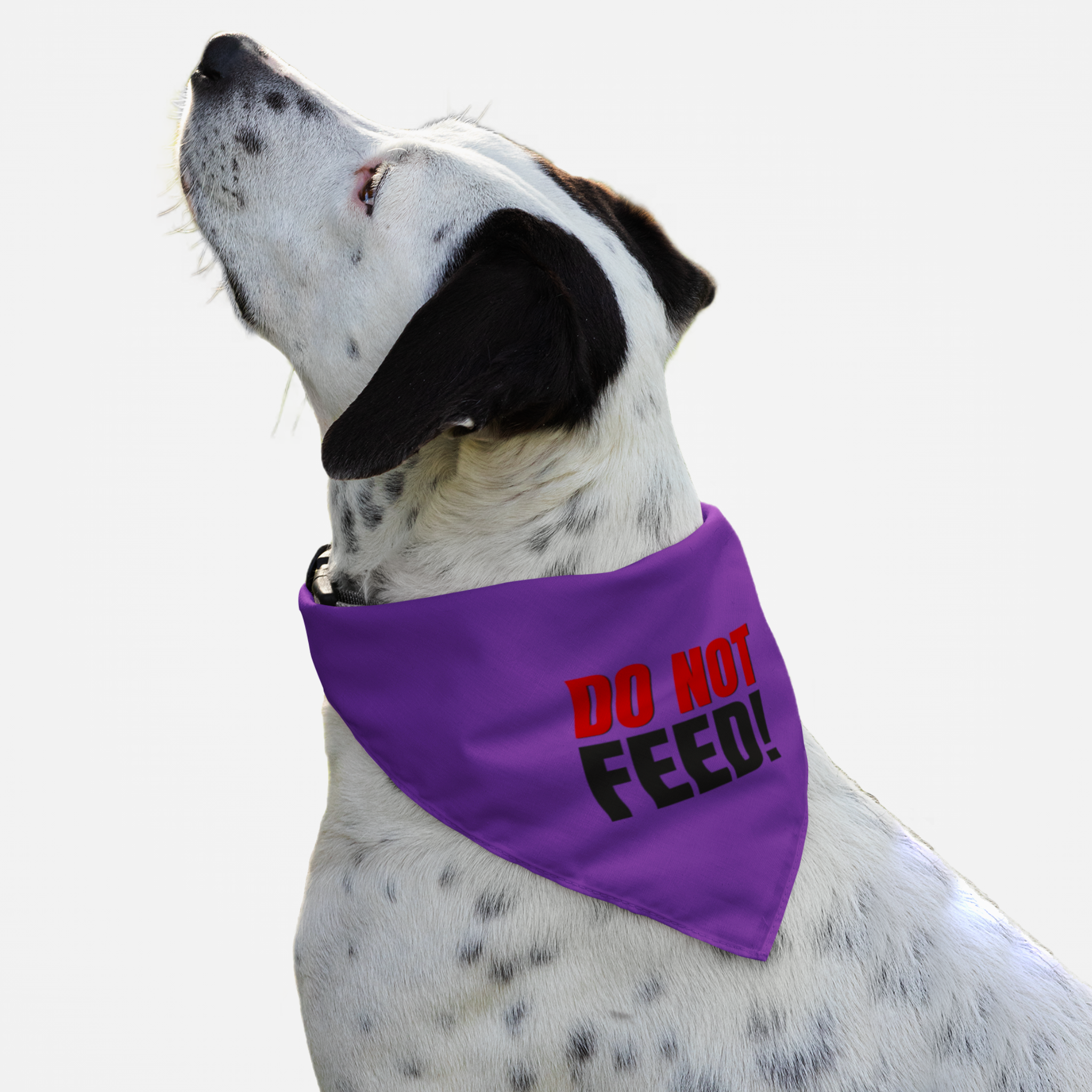 Dog wearing purple warning bandana saying Do Not Feed.