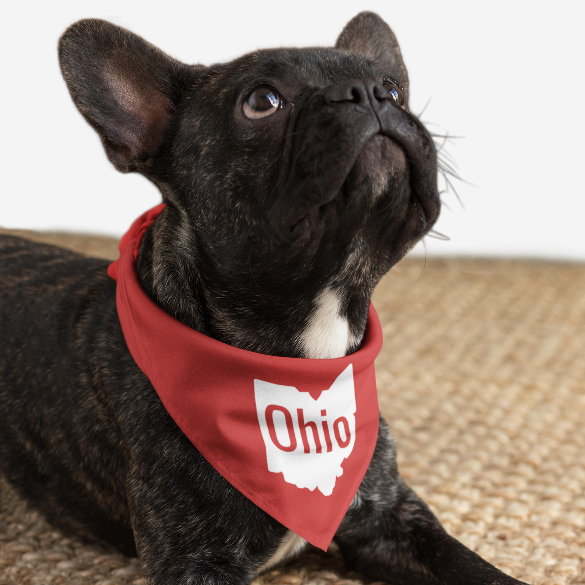 Dog wearing red bandana saying "Ohio" with the state's map as backdrop.