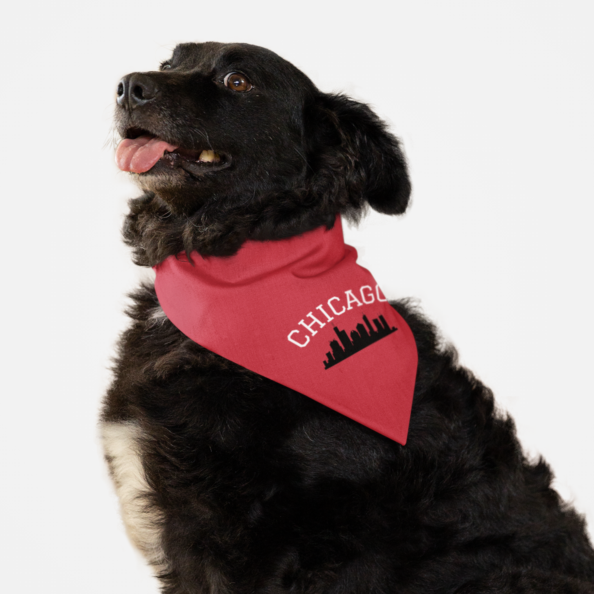 Dog wearing red bandana with skyline graphic saying Chicago.